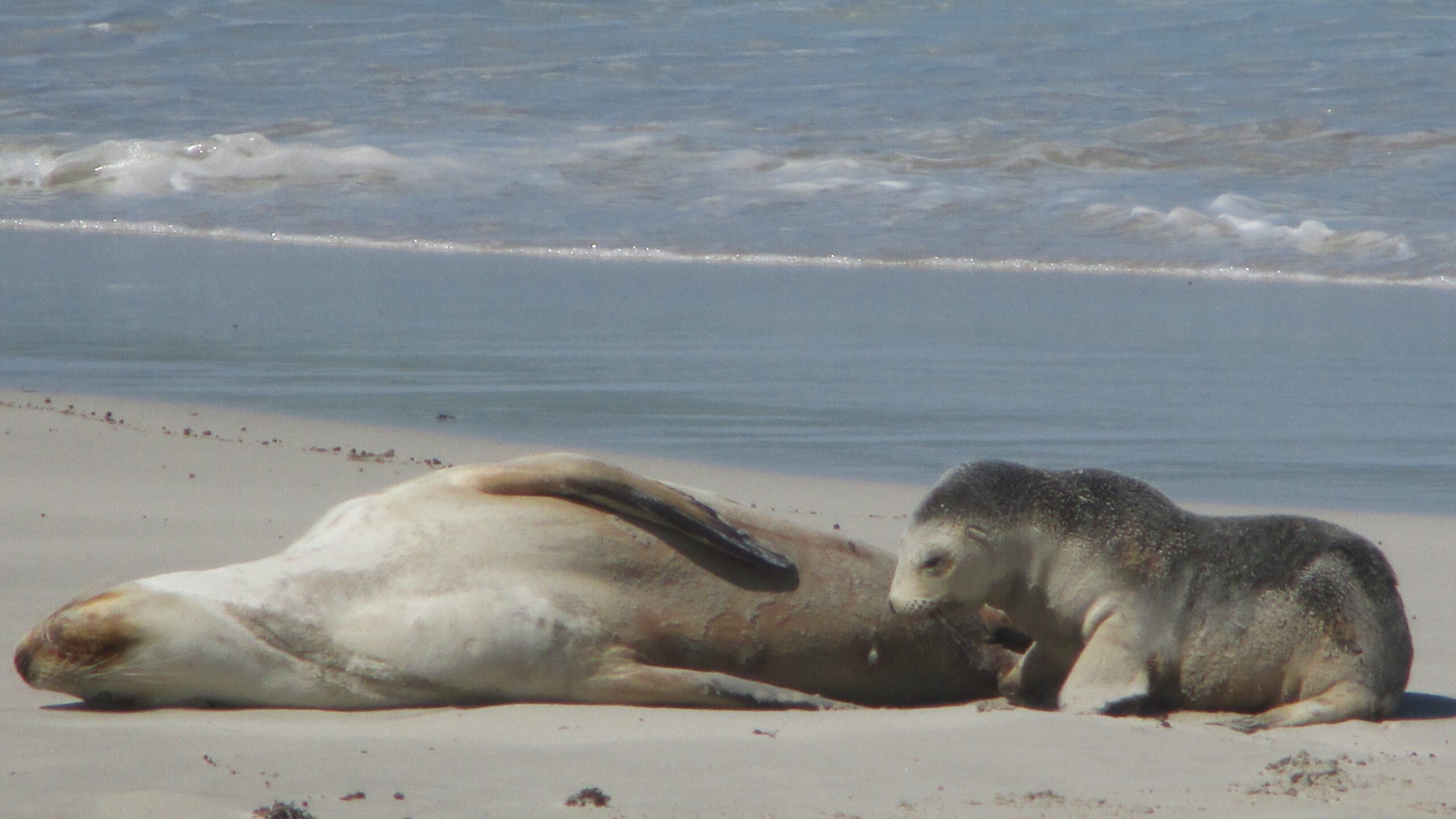 Sea lion mother and pup