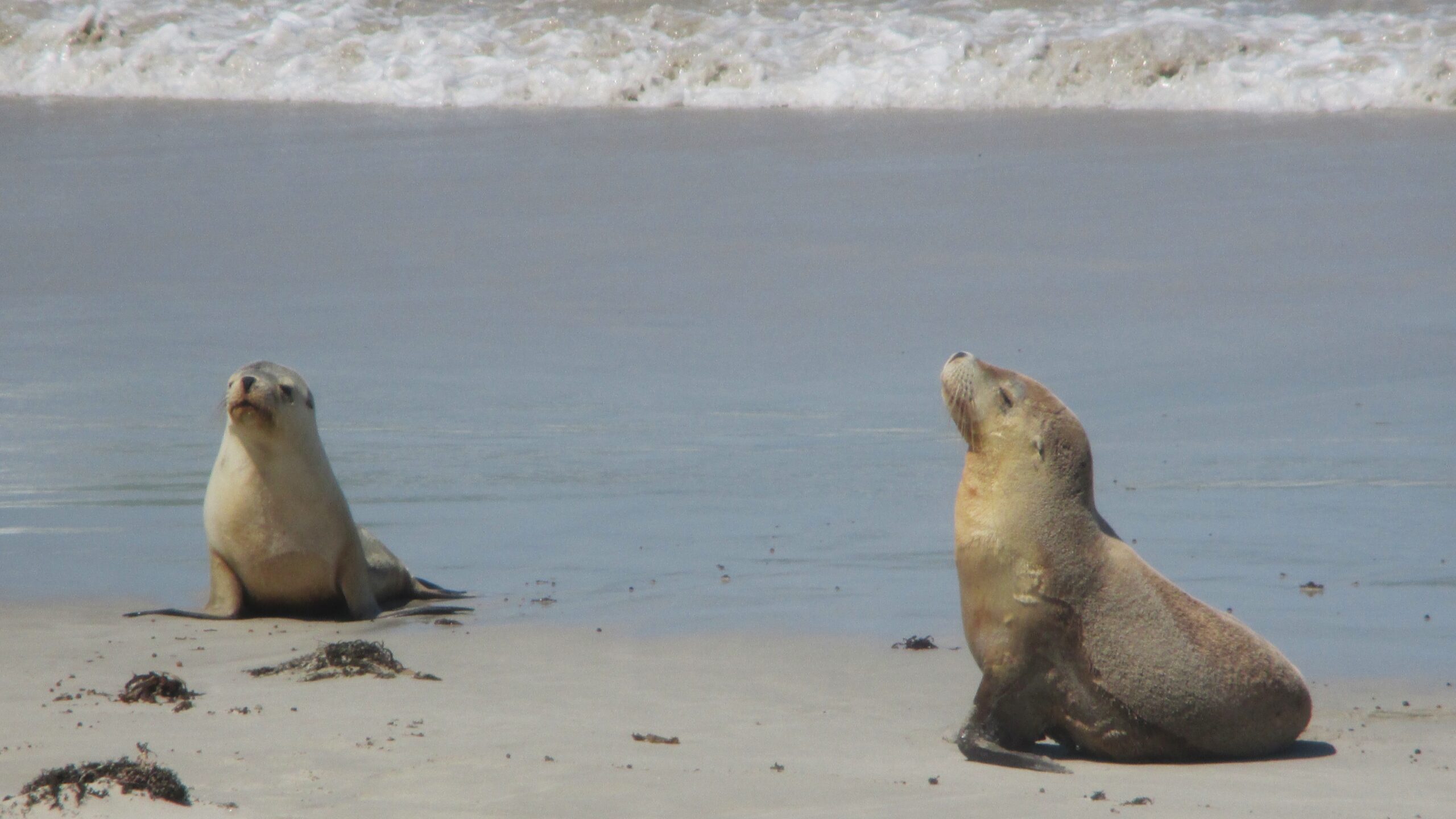 Two young 'uns