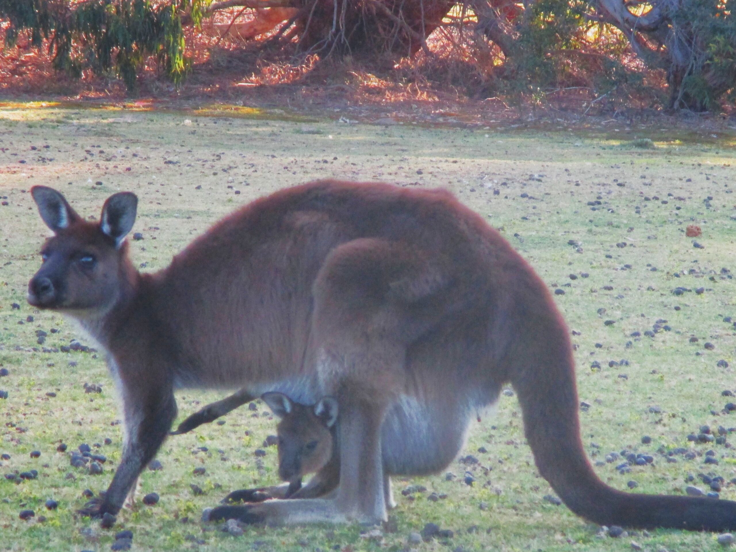 Mummy and joey on Kangaroo Island