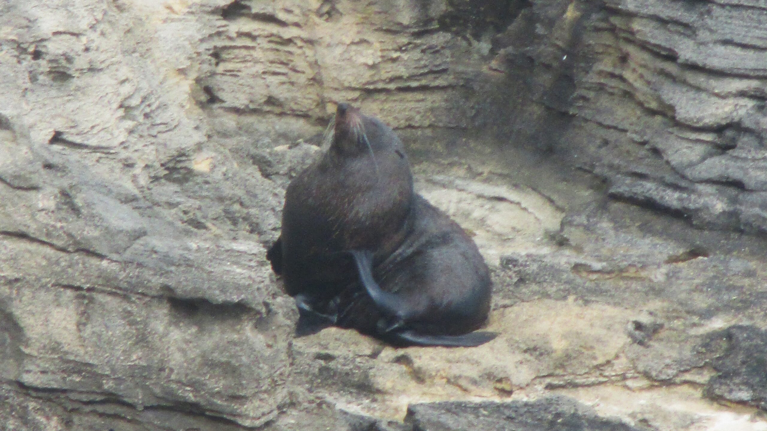 A lone Australia fur seal, across the border in Victoria