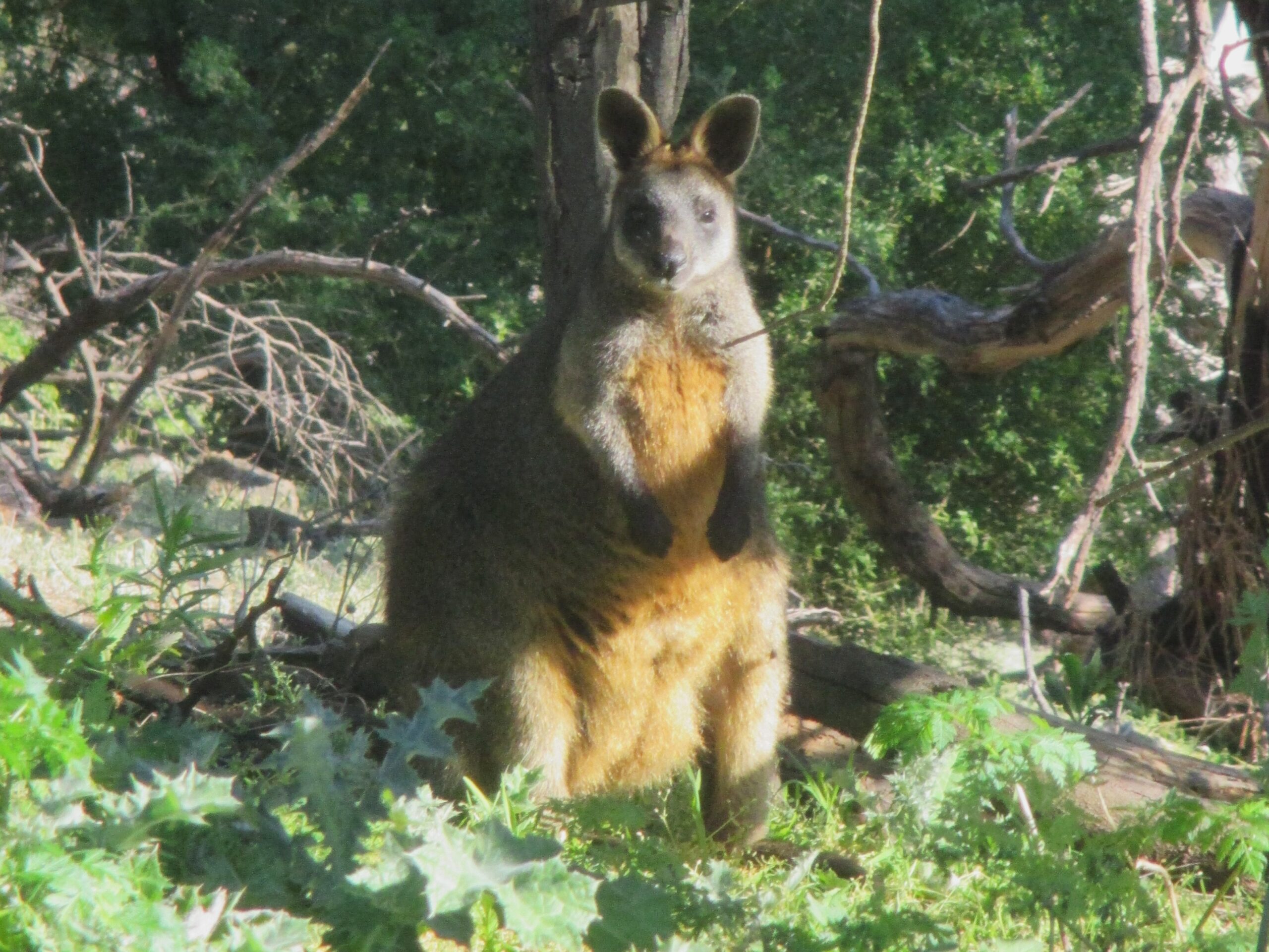 I believe this is a swamp wallaby... a tubby one at that