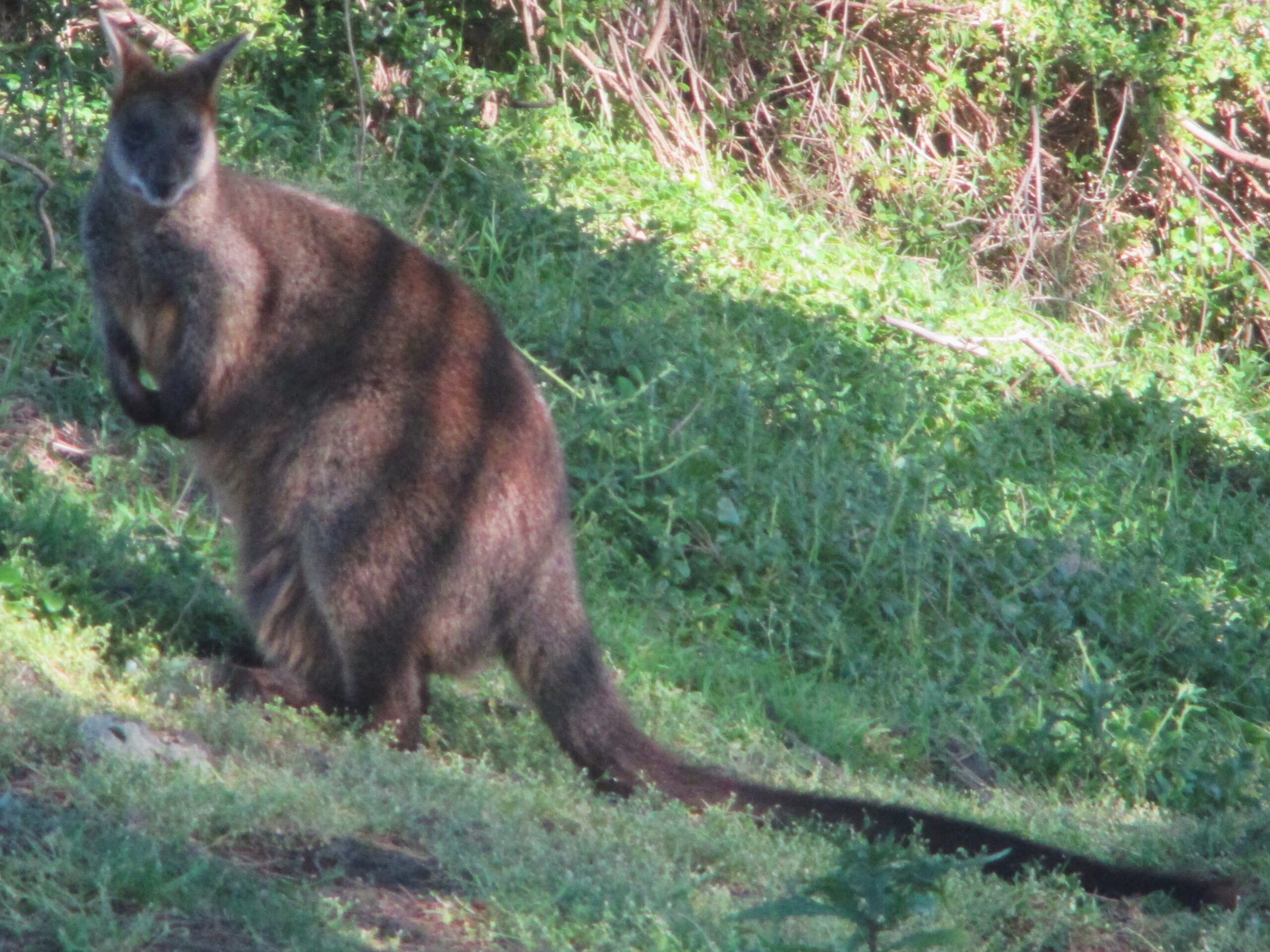 Another large wallaby in South Australia