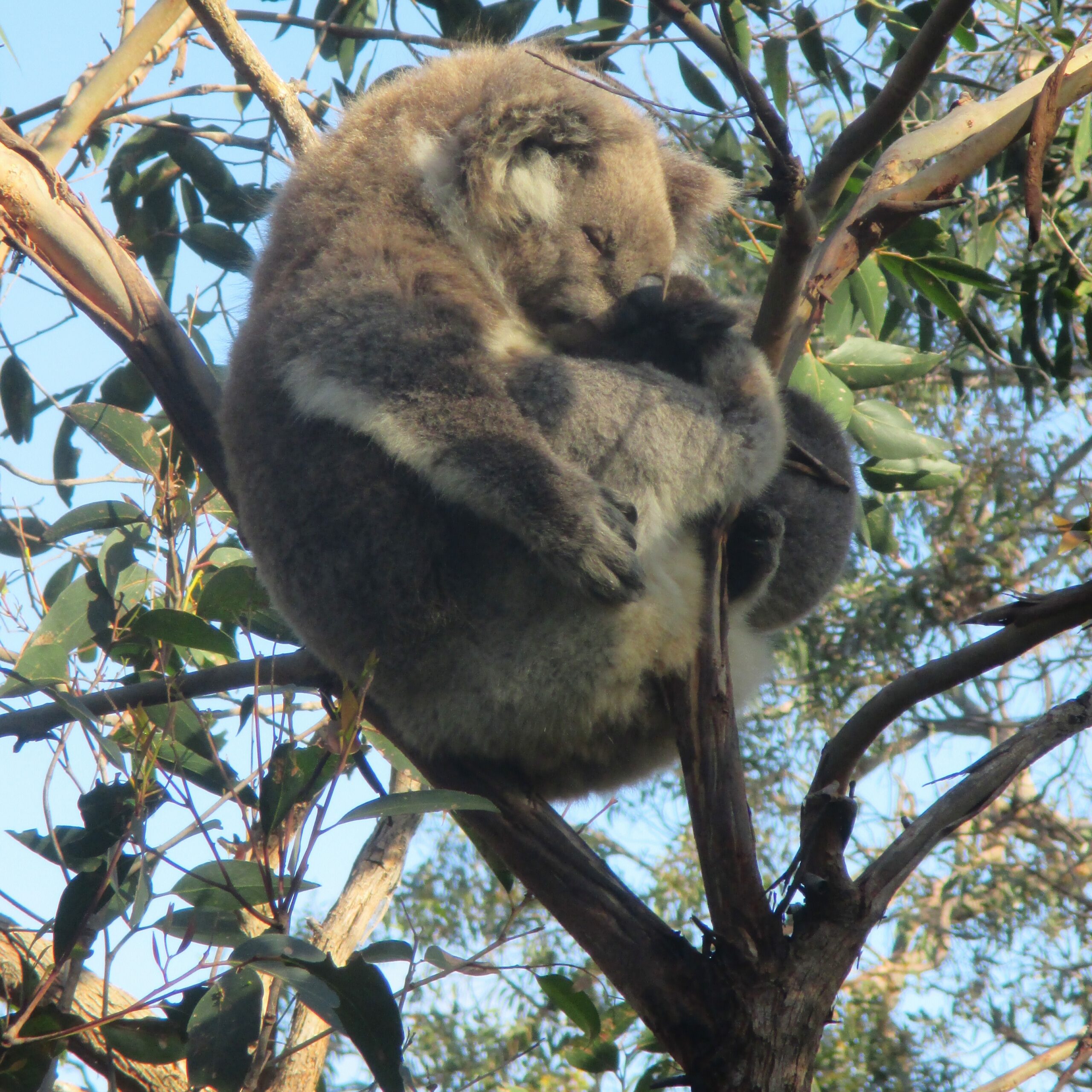 Impressive napping