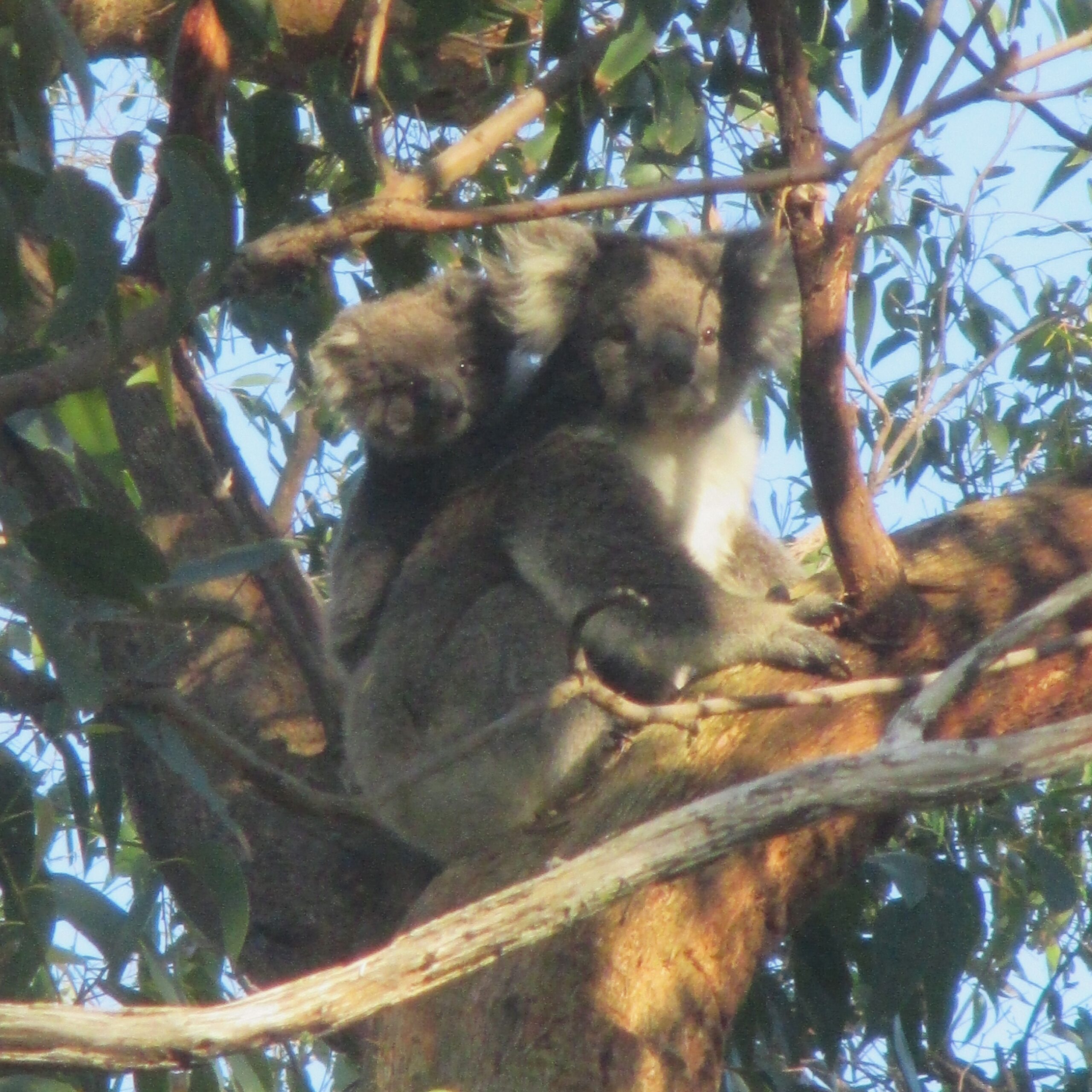 Baby in tow