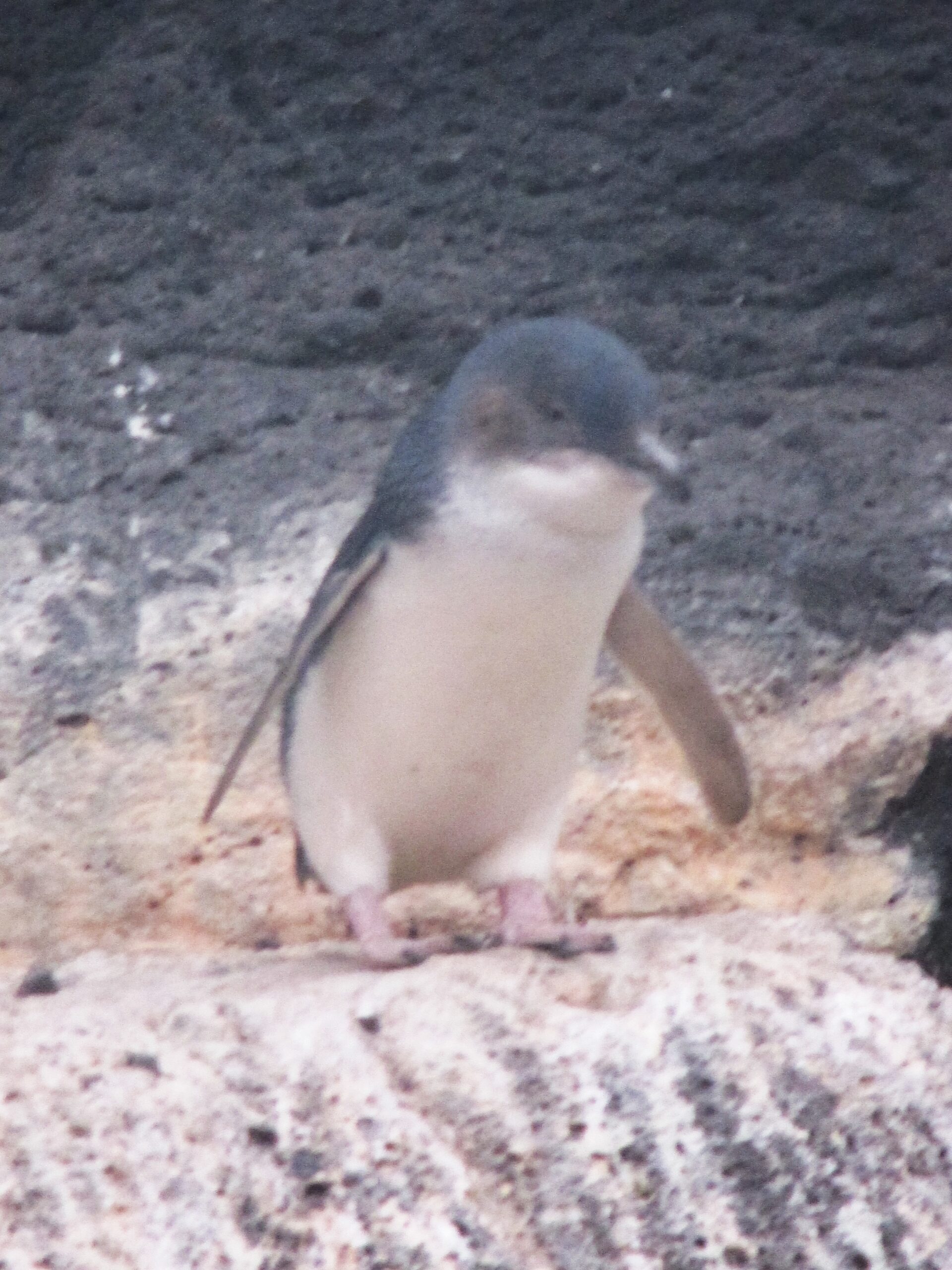 Blue penguin