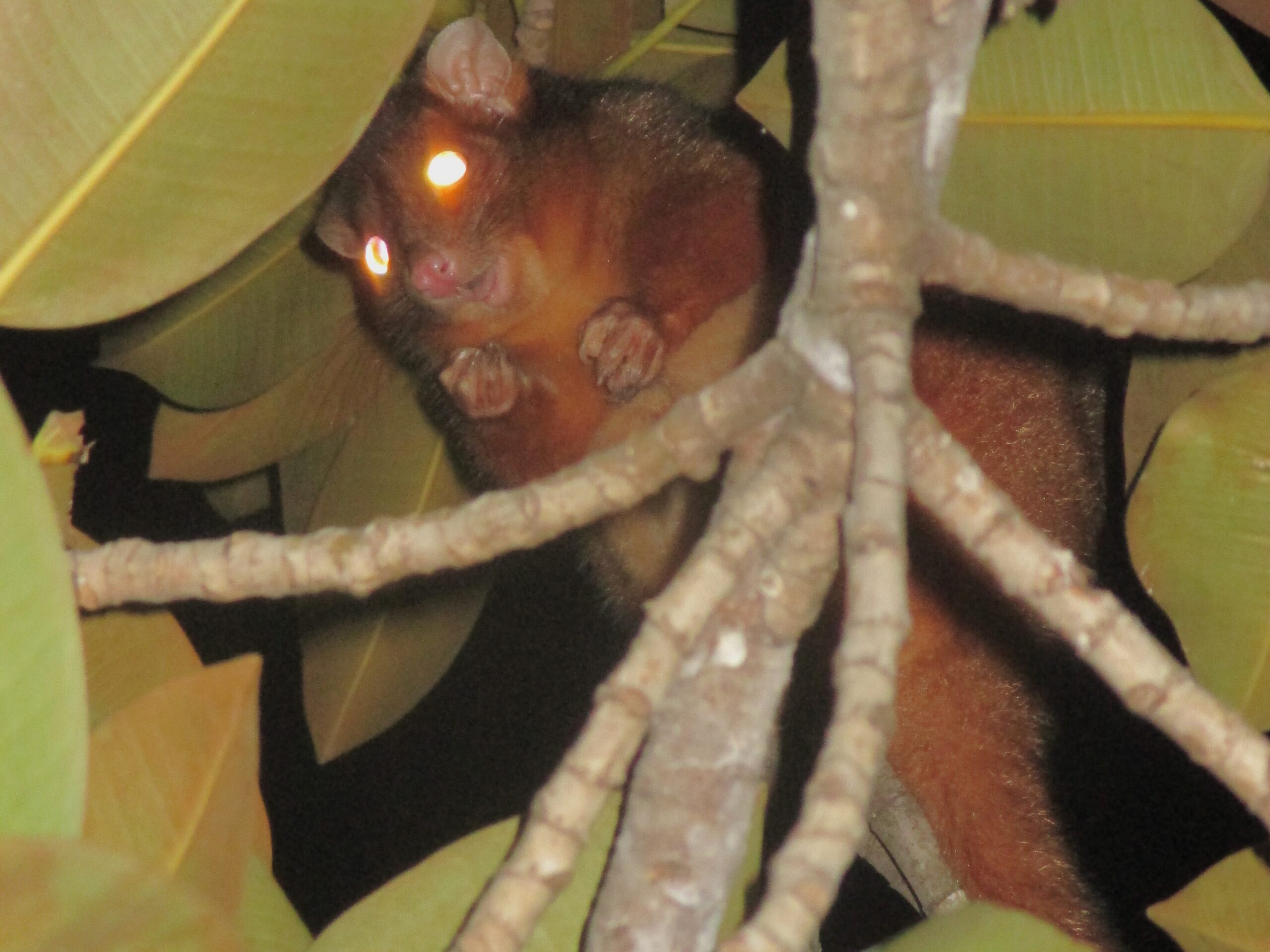 Possum in Brisbane