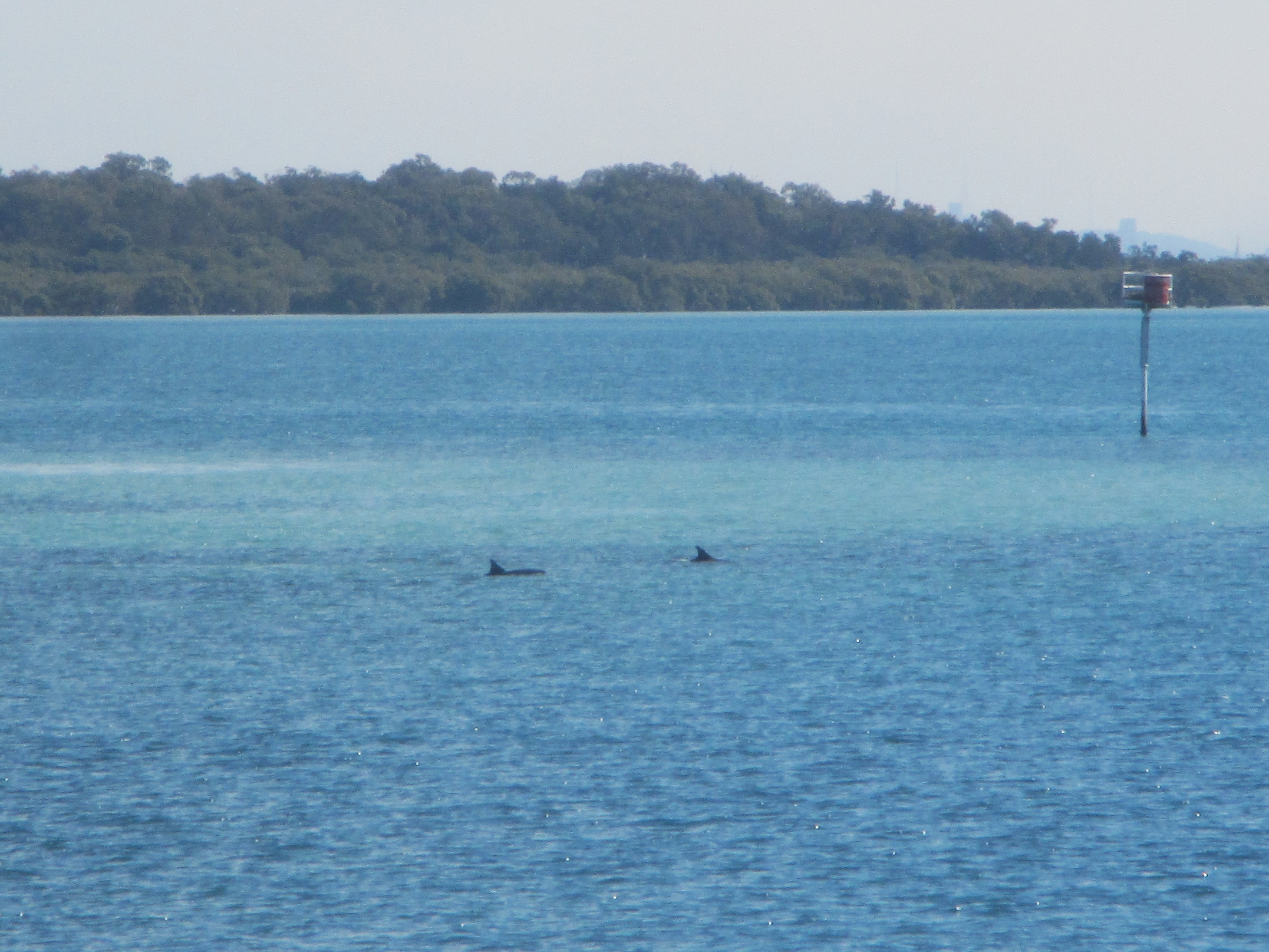 Dolphins spotted from the ferry