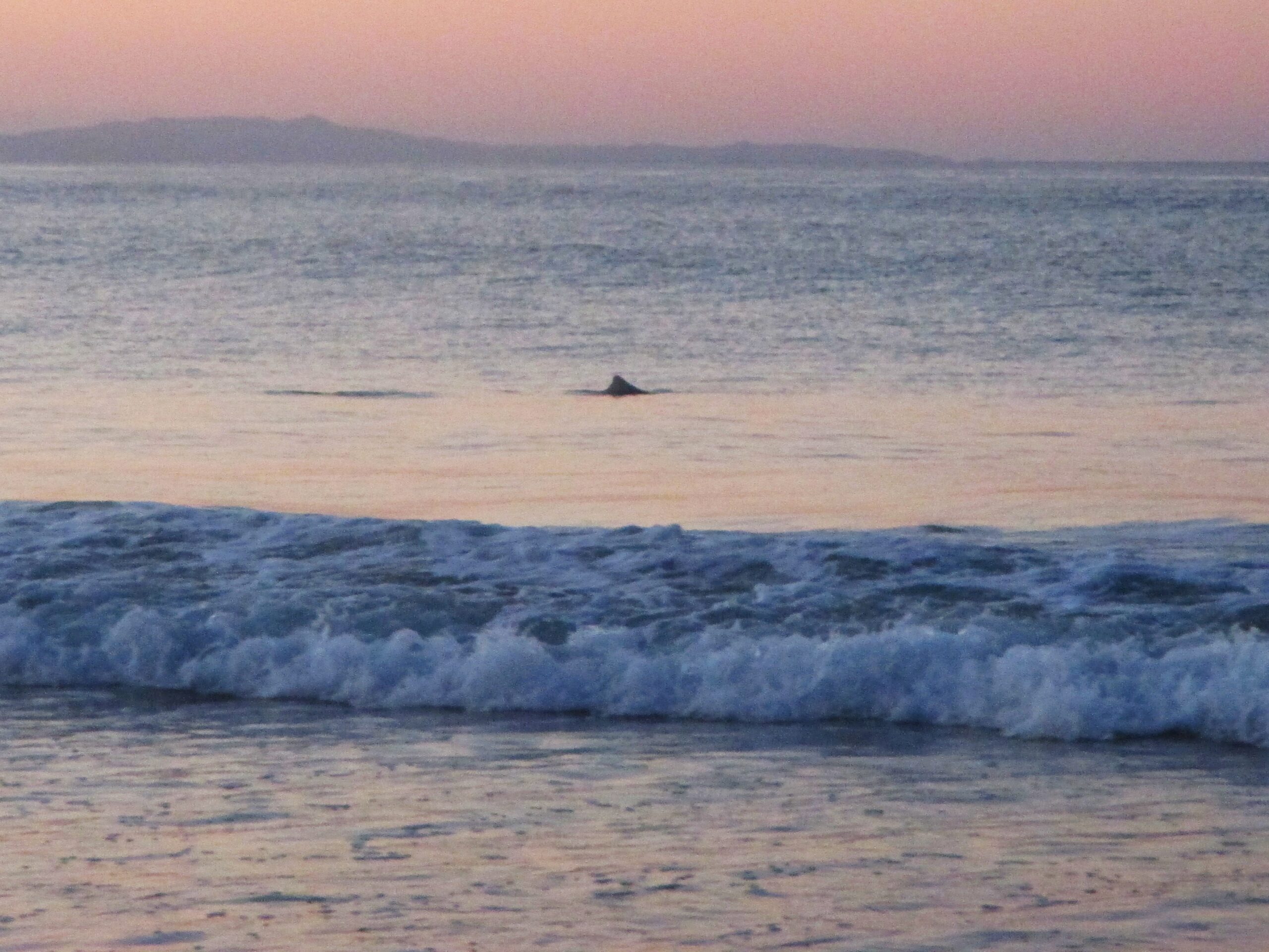 Dolphin on the shore at sunset