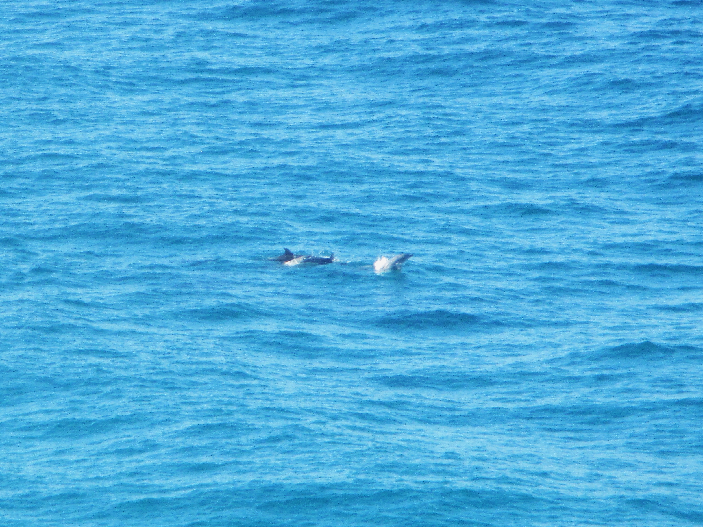 Dolphins surfing in the distance