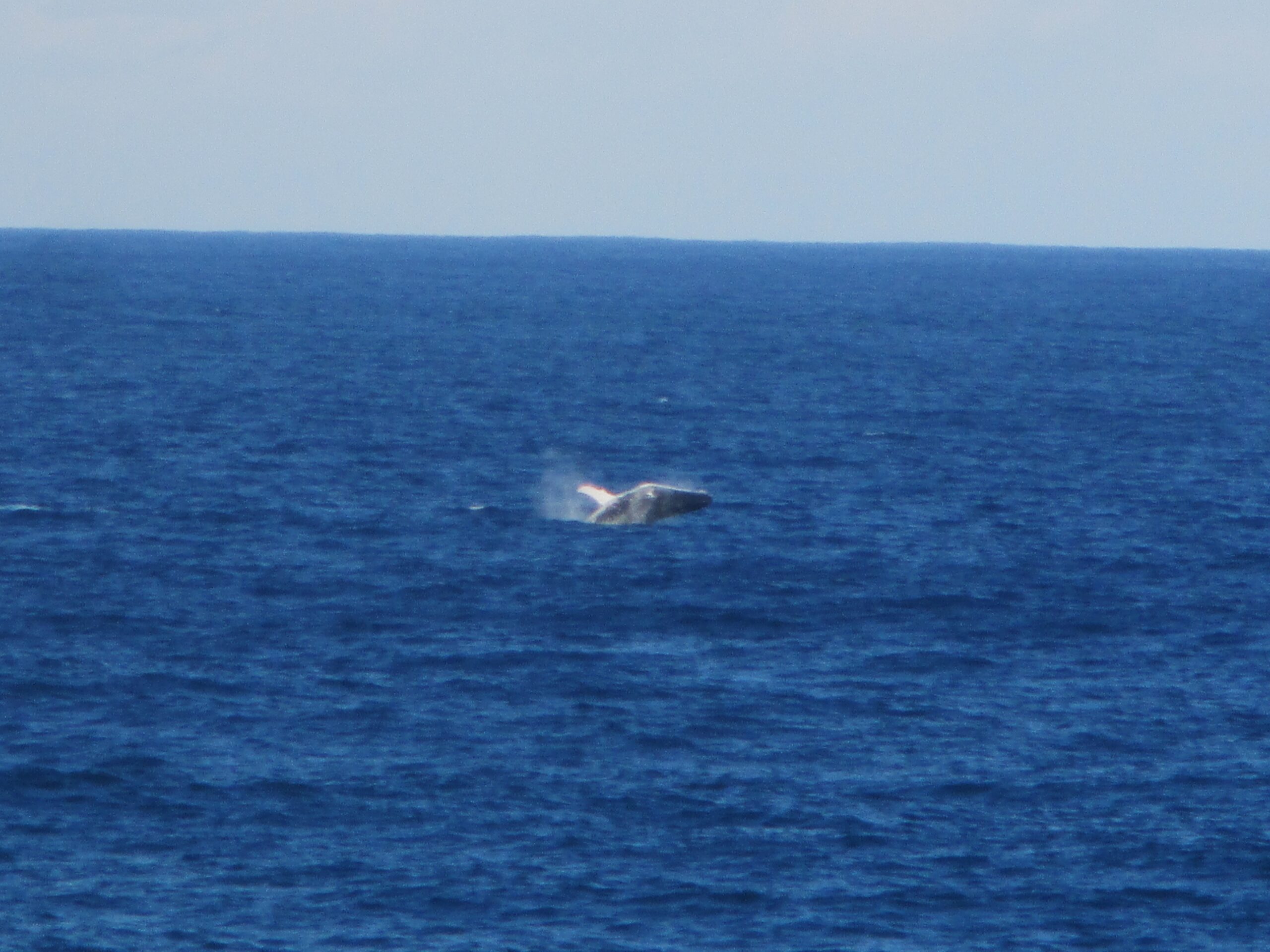 A humpback breaching