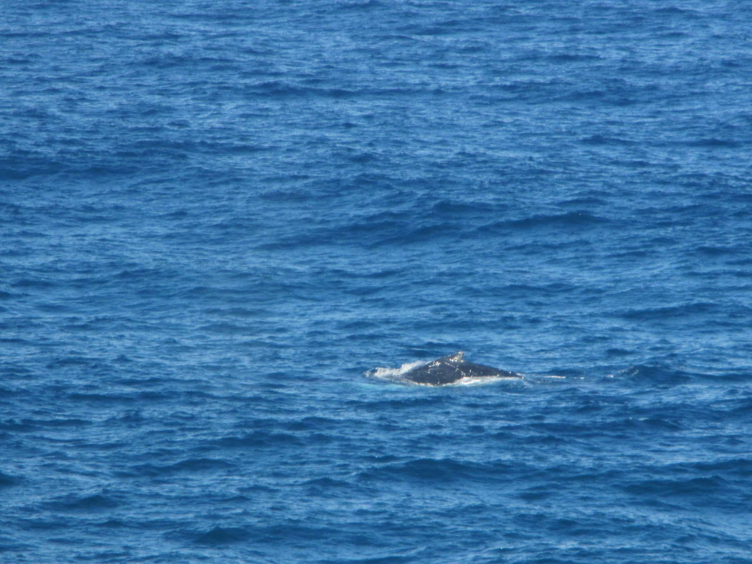 The humped back of a humpback