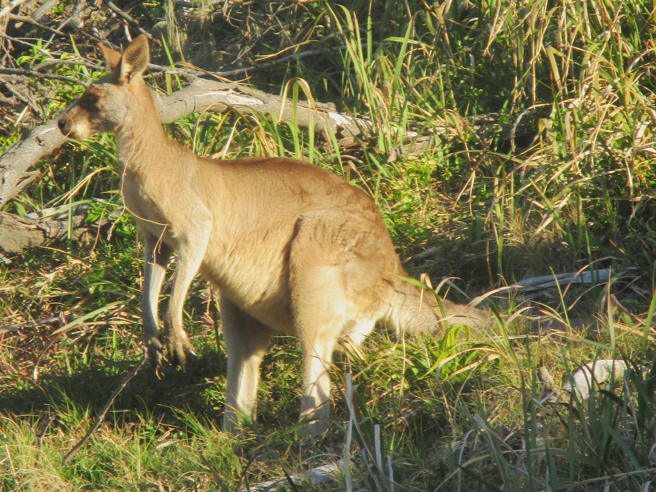 Back on land, a young kangaroo on guard