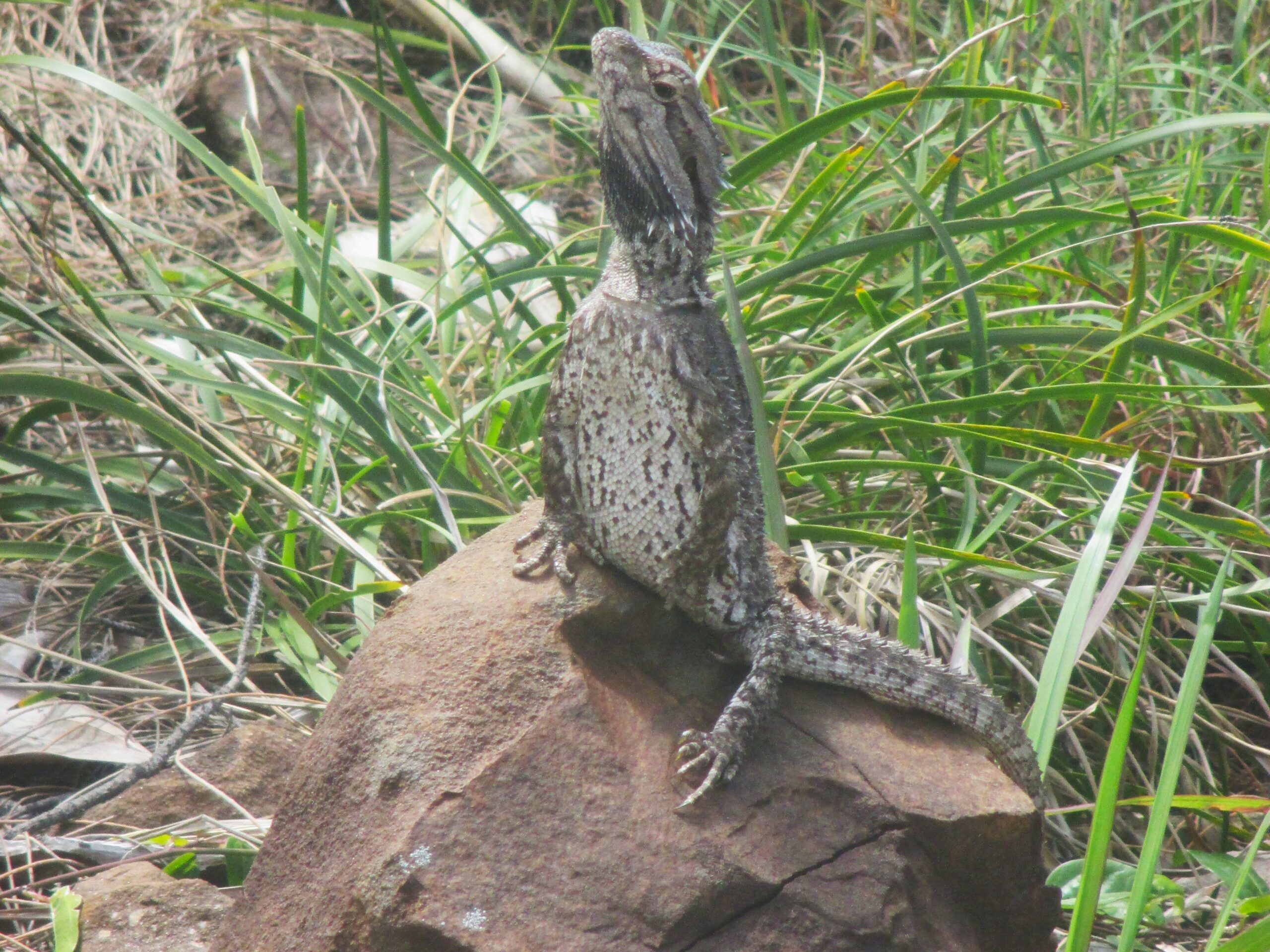 Lizard, standing proud