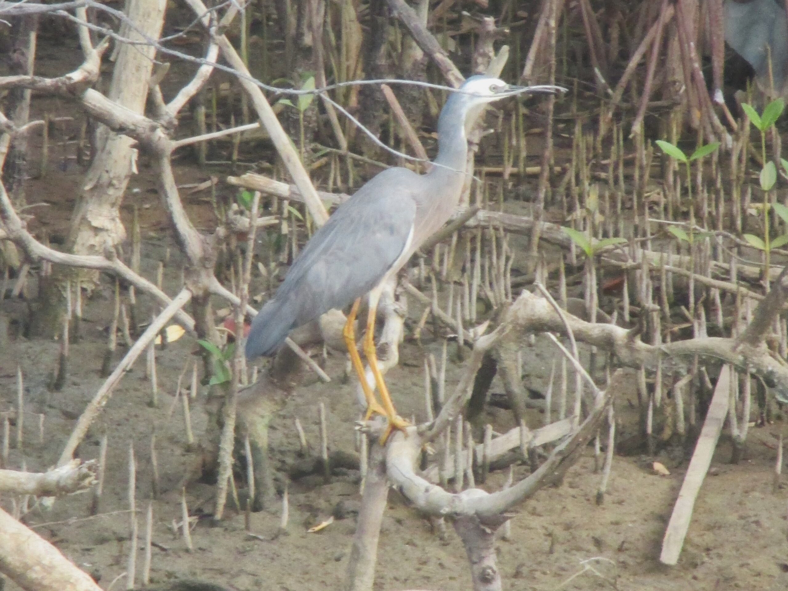 White-faced Heron