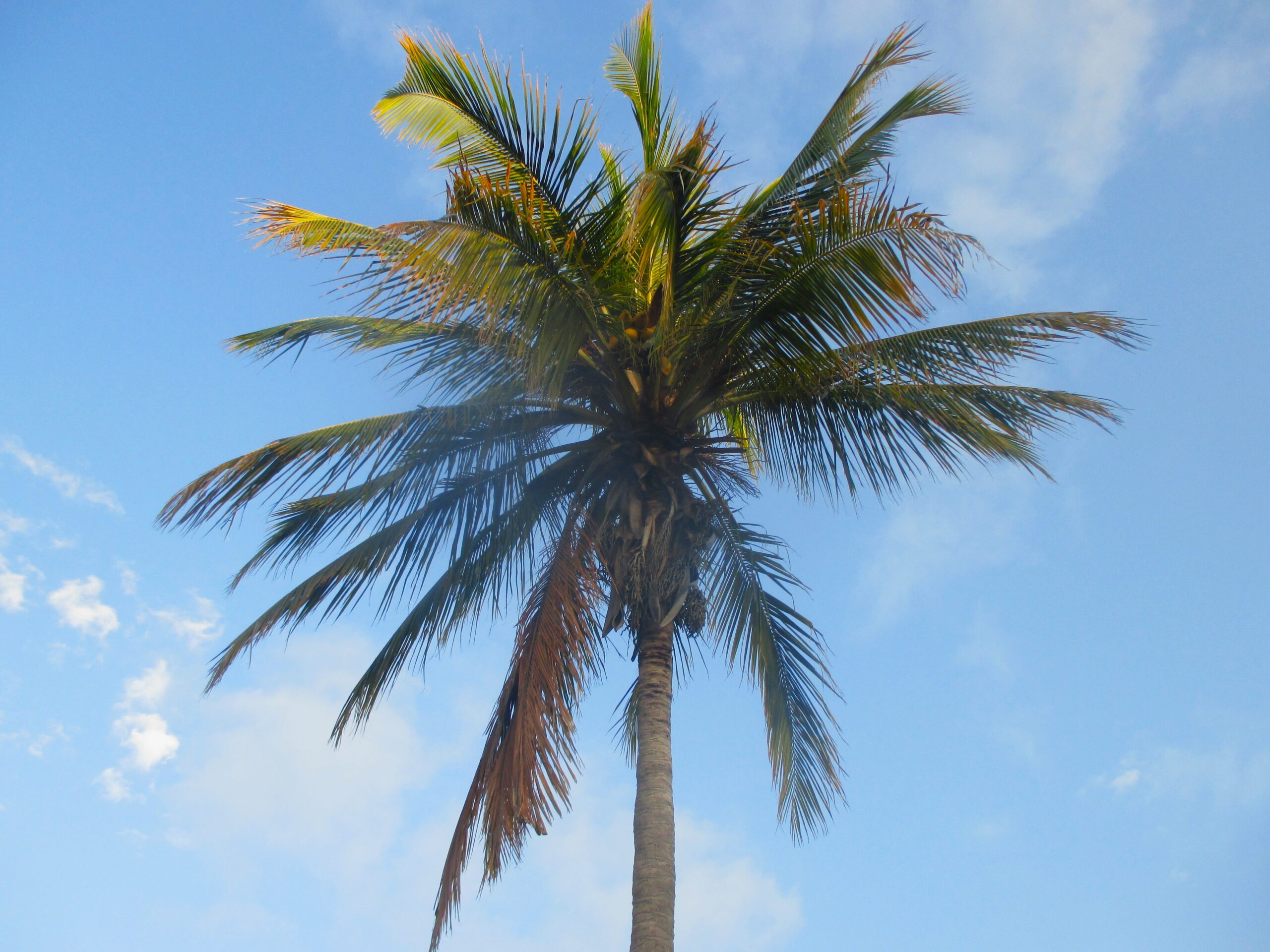 Palm tree