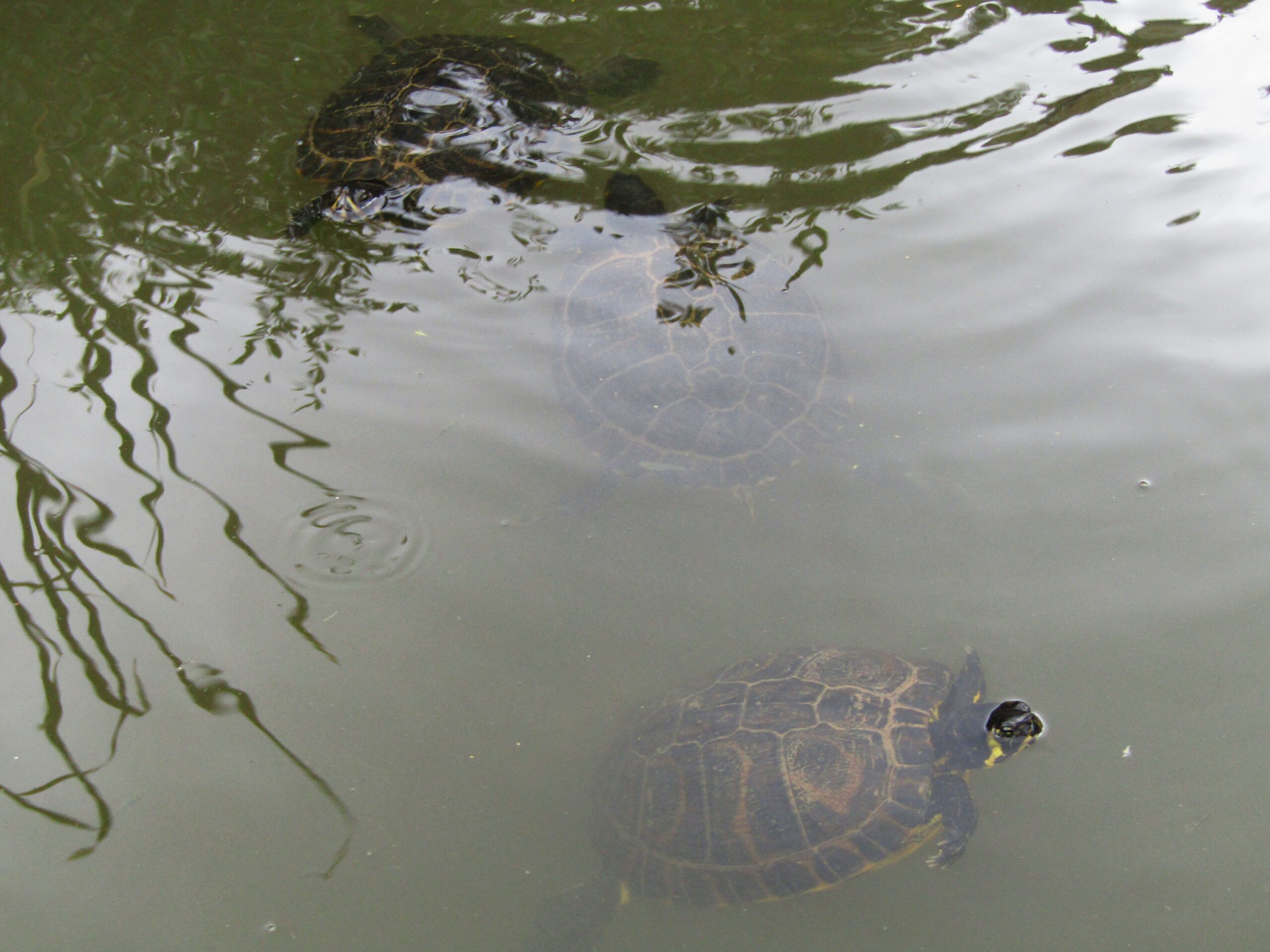 Right, these aren't monkeys - turtles at Moorish Castle