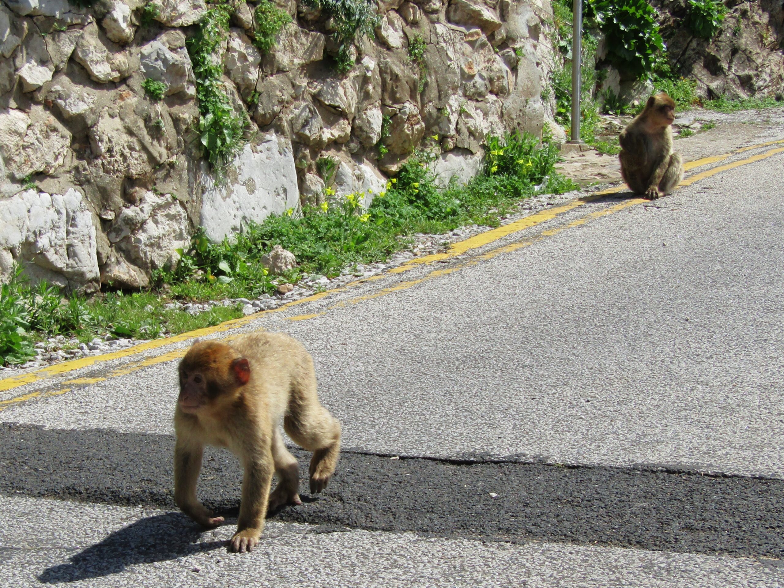 Youngster on a walk