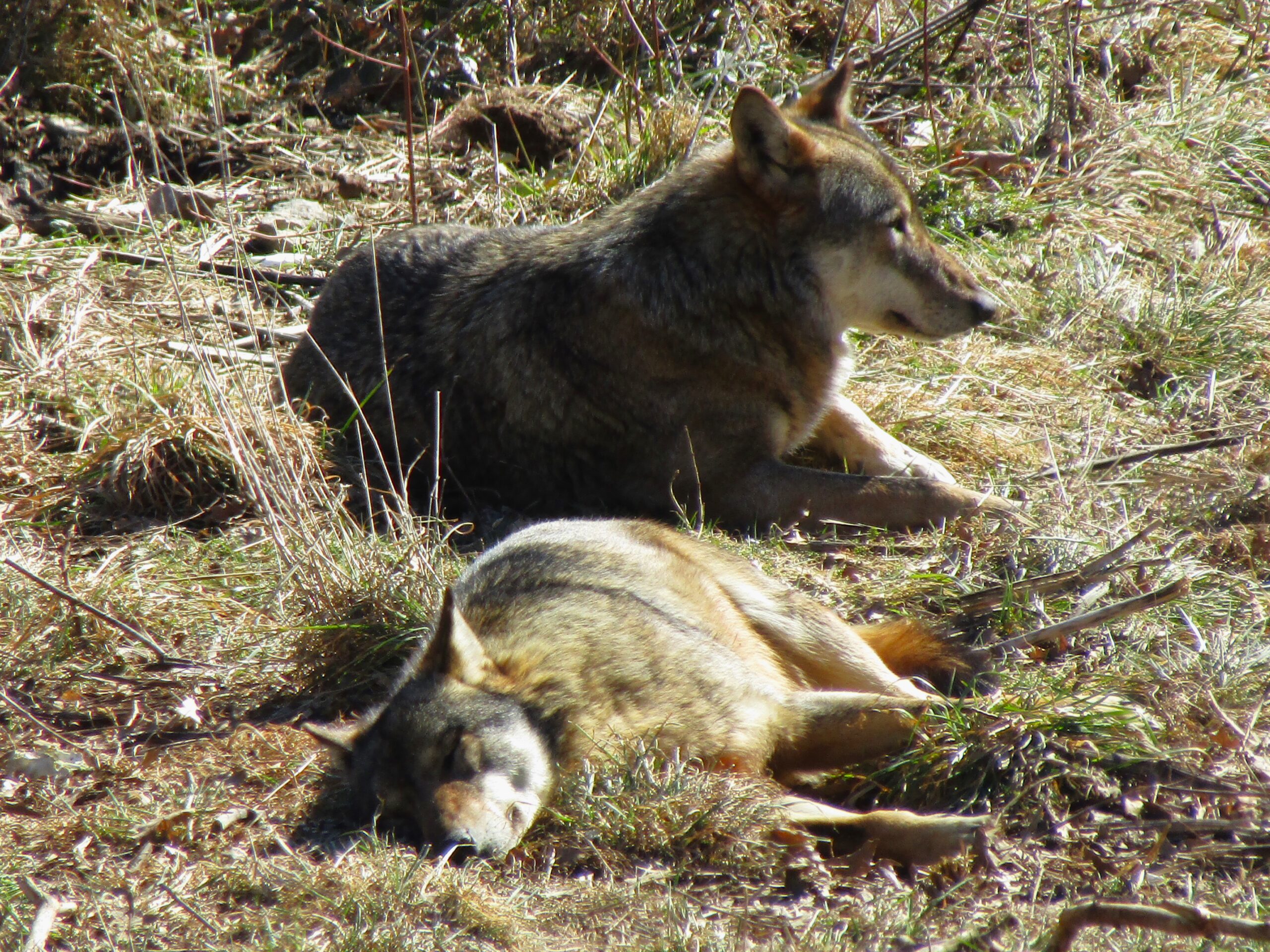 A wolf, in a sanctuary, taking a nap