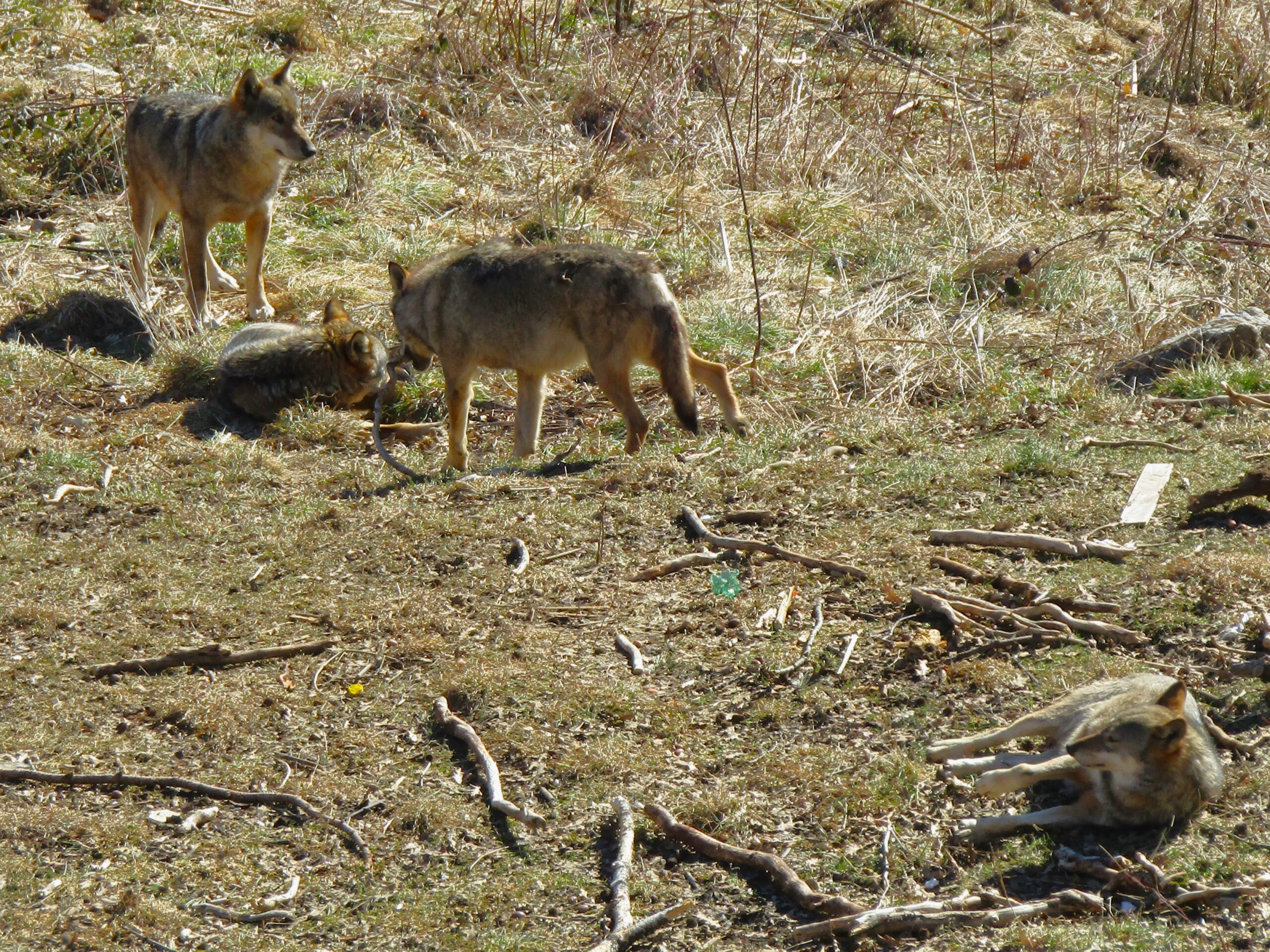 Abruzzo has wild wolves; some had been spotted this same day