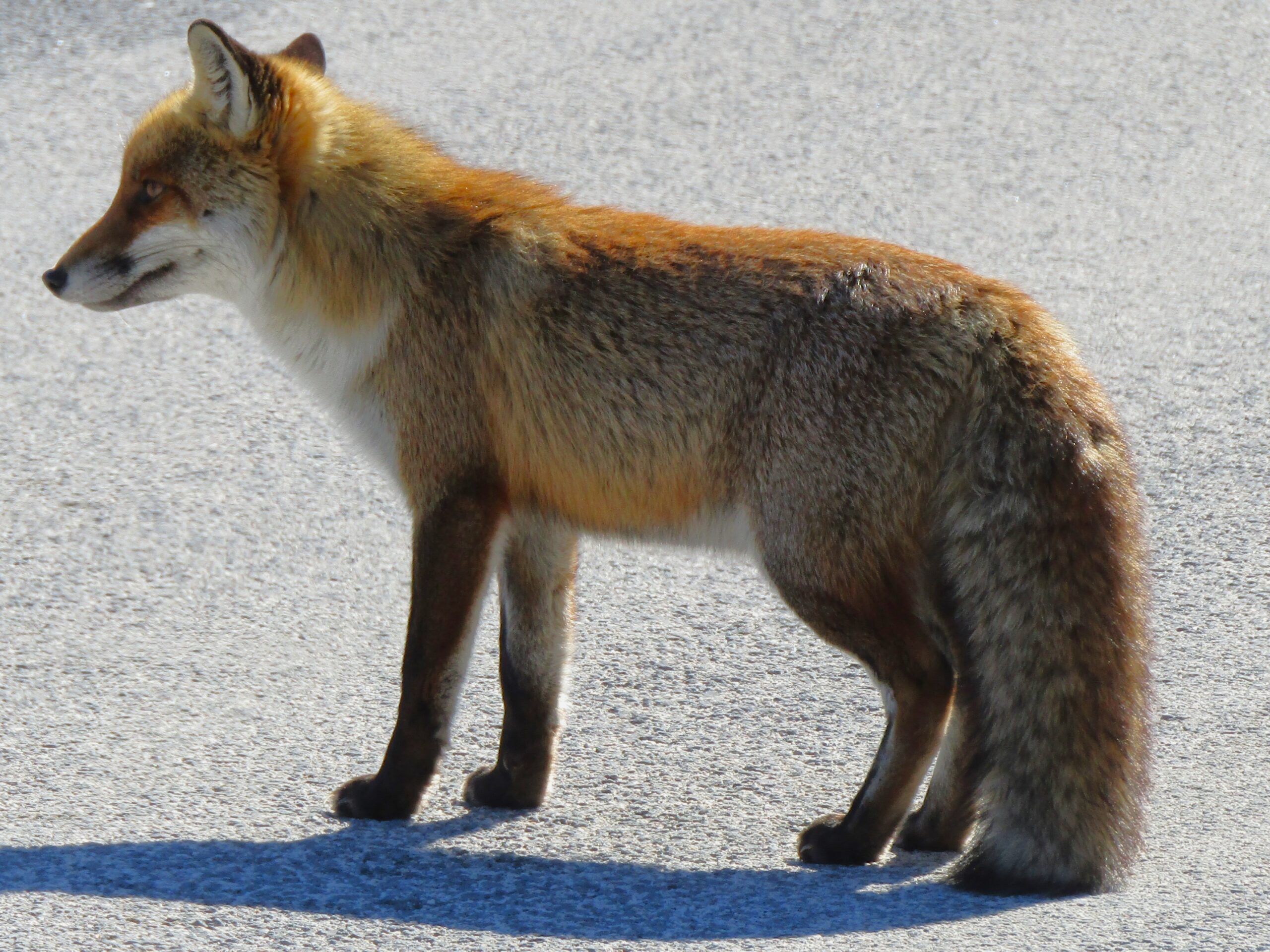 Well-groomed Italian fox