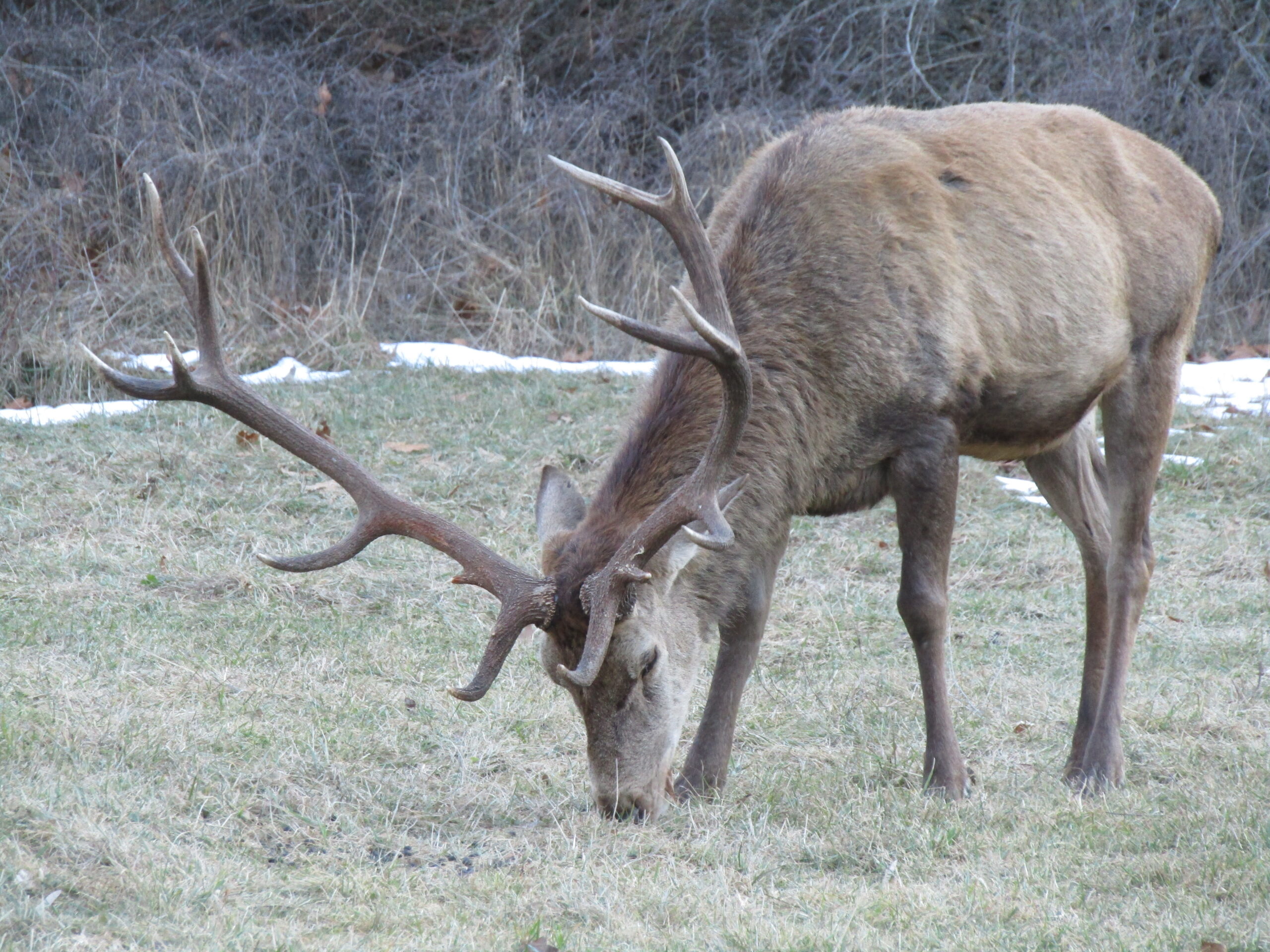 A large deer