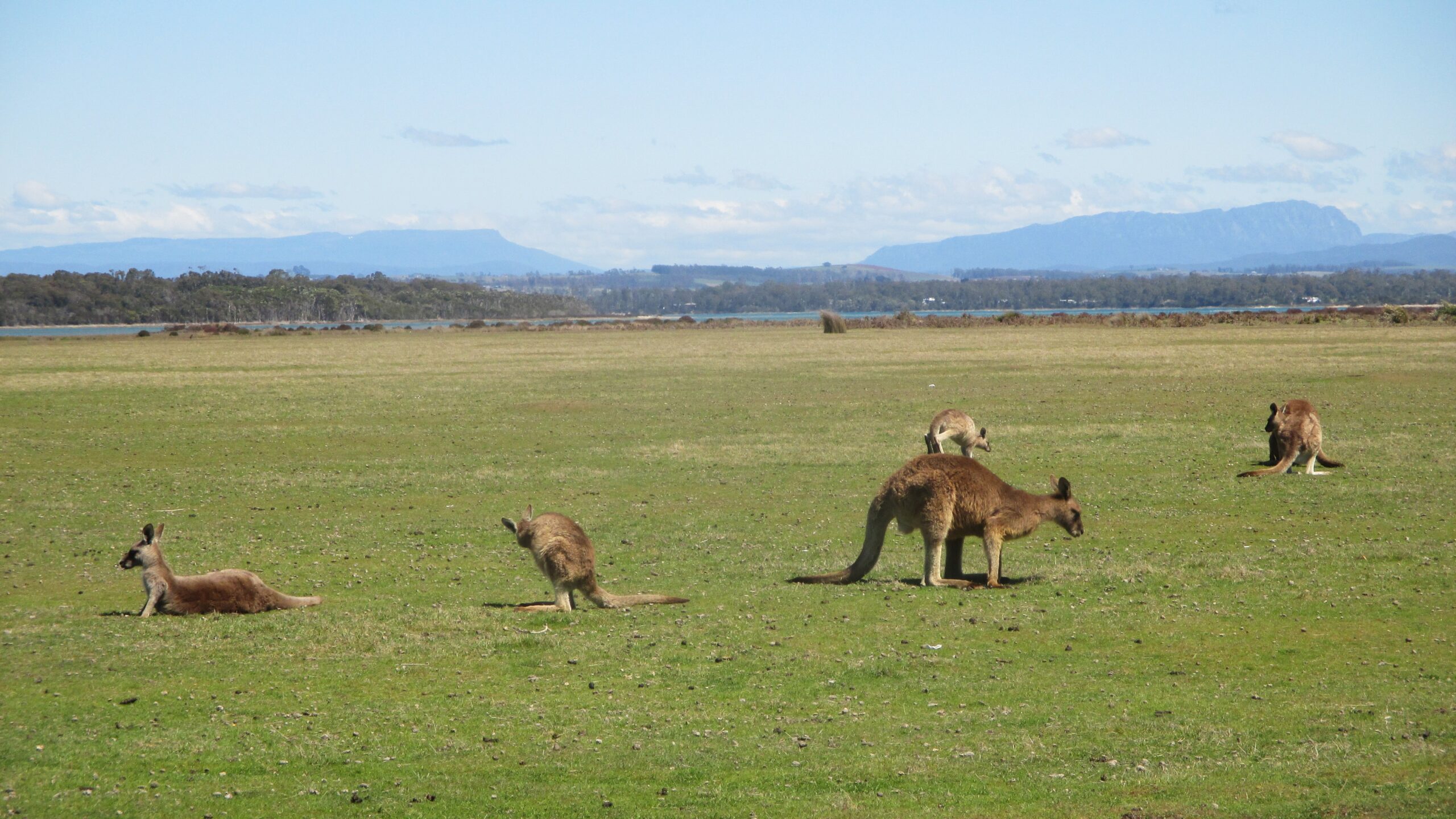 Kangaroos on the plains