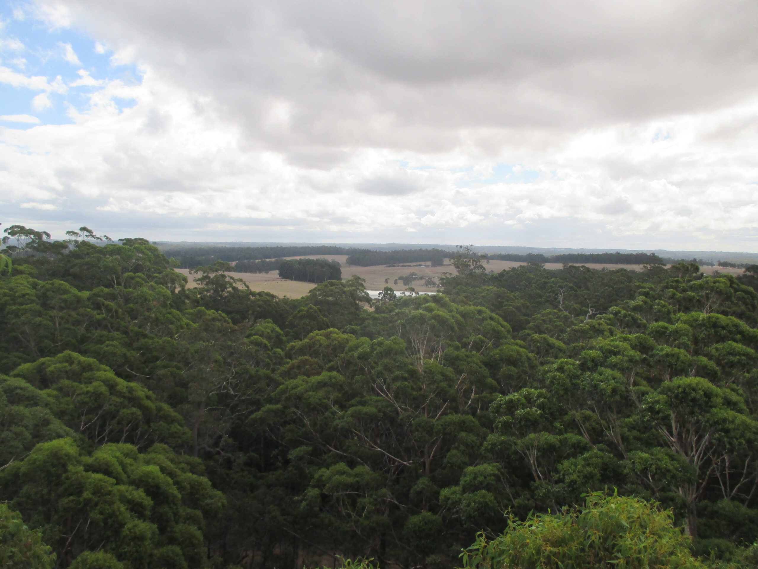 High above the forest