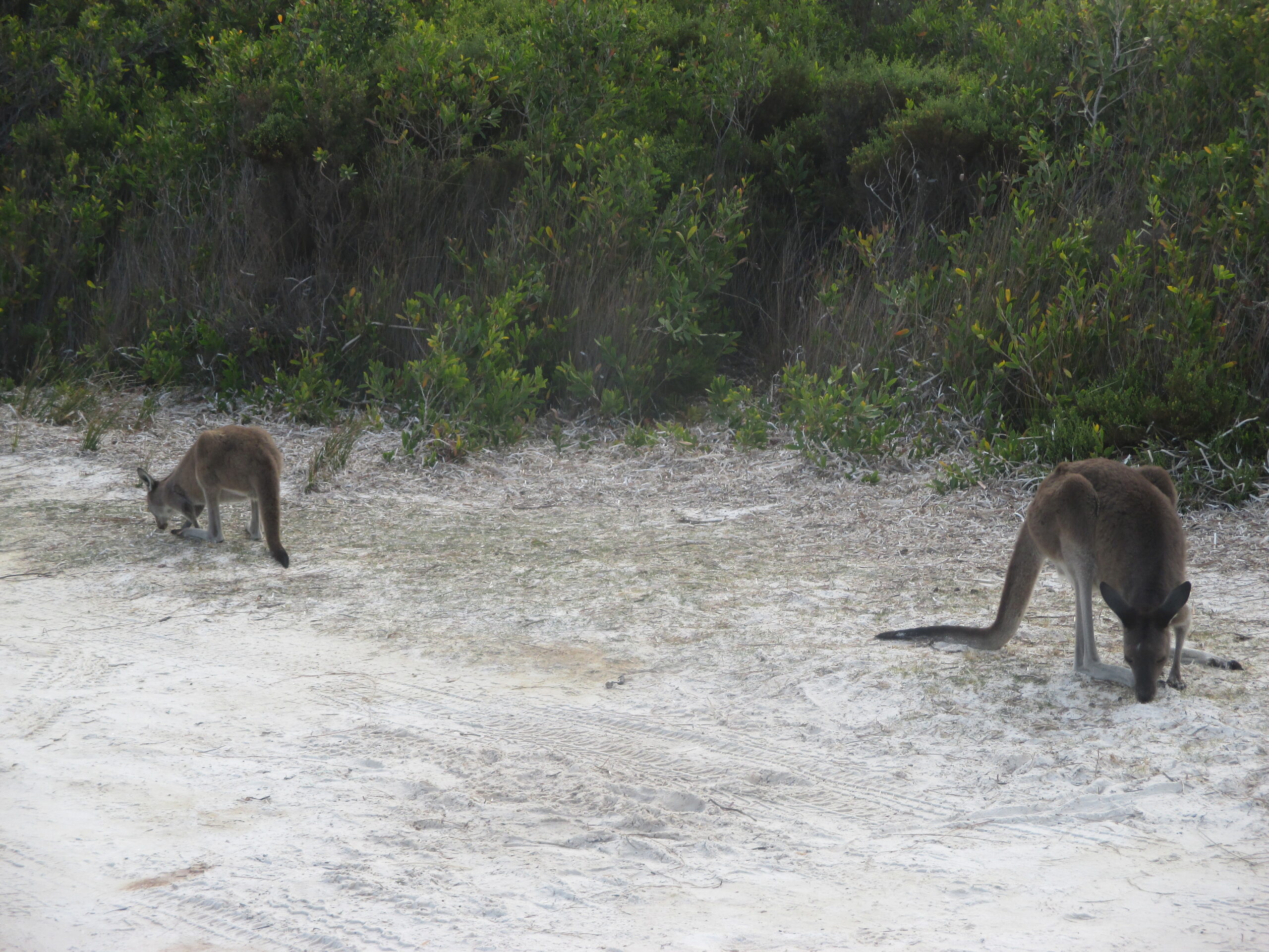 Kangaroos on the beach at Cape Le Grand