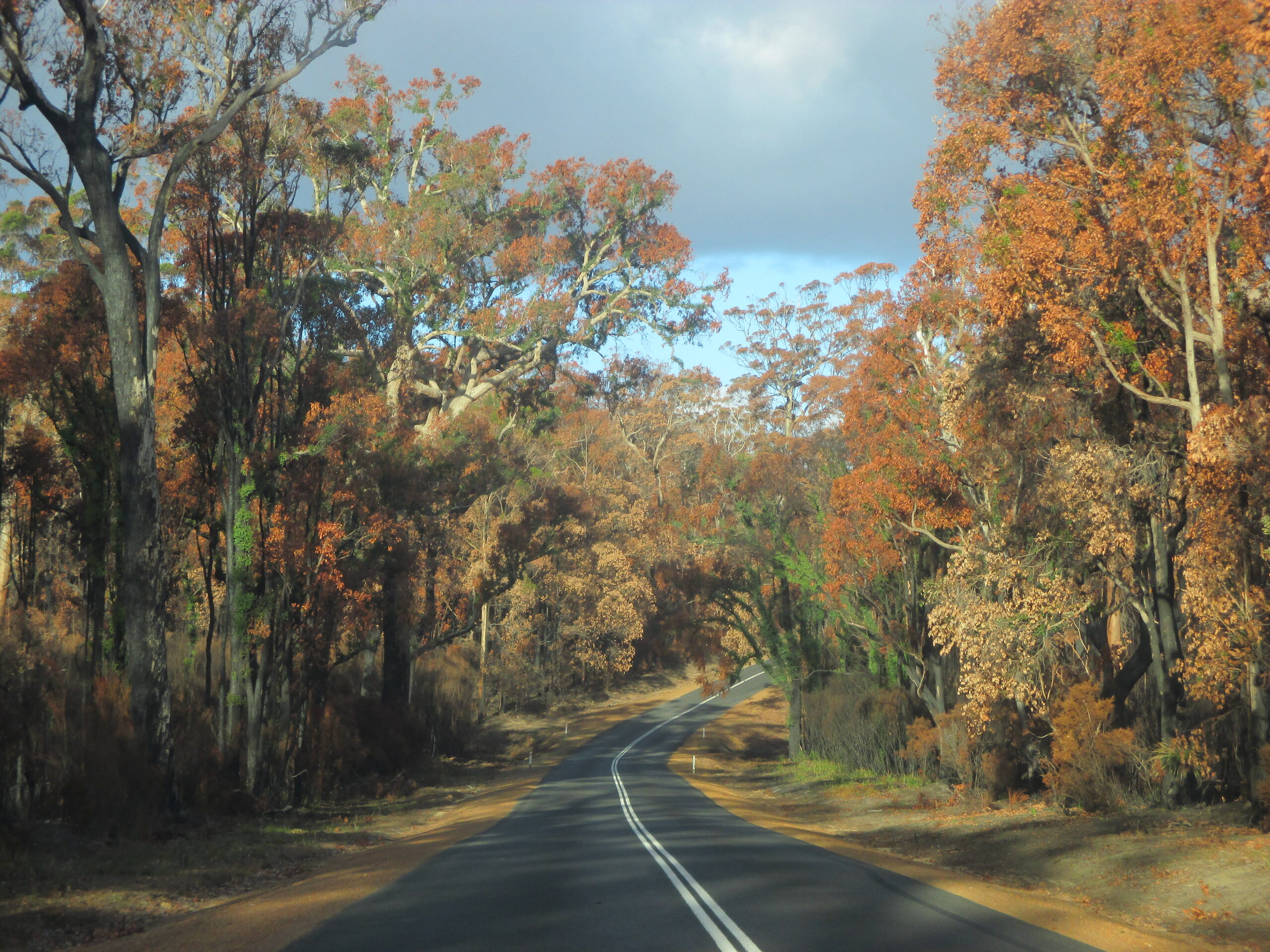 Plenty of colour on the trees