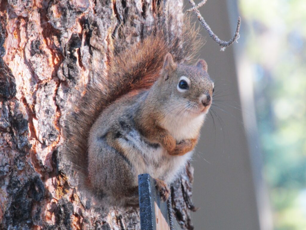 A red squirrel, and fellow early-riser