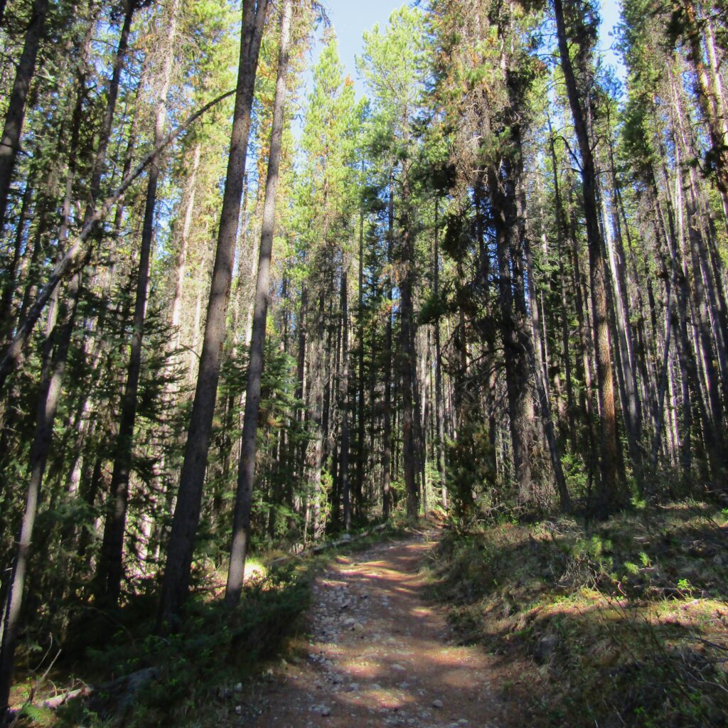 Walking through the pine trees