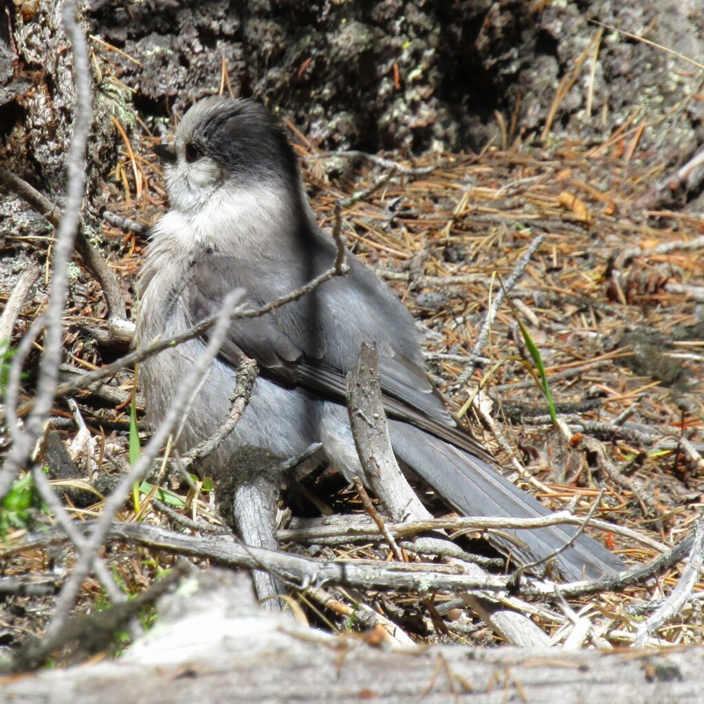 The first being we encountered on the hike