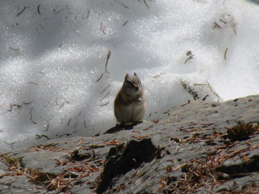 A tiny chipmunk can glide over the snow