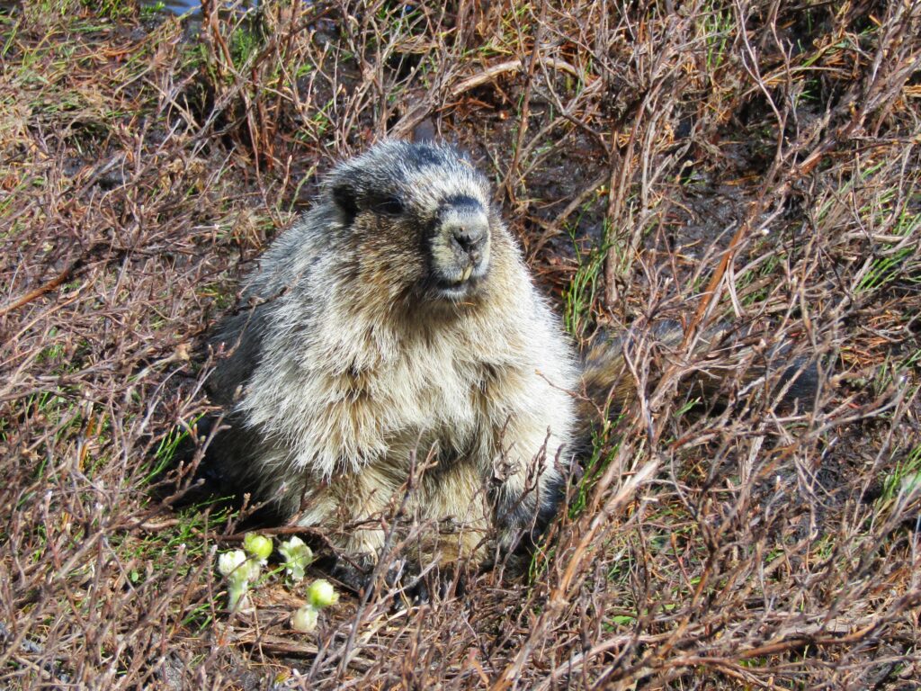 This marmot appeared to enjoy watching us struggle