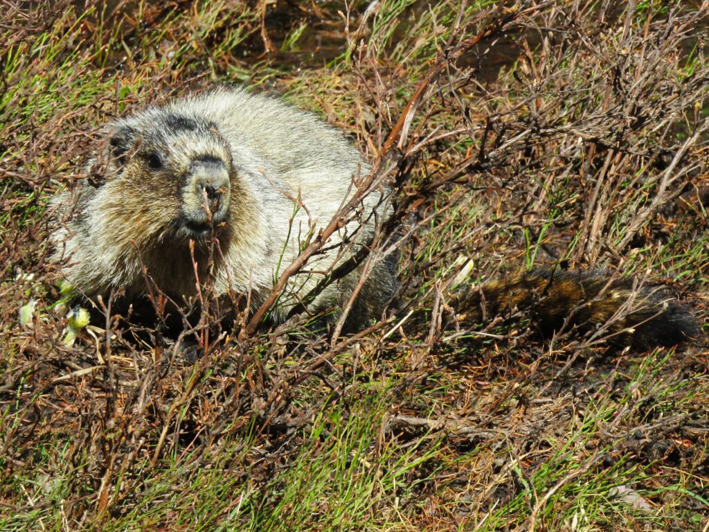 On the move through the meadow