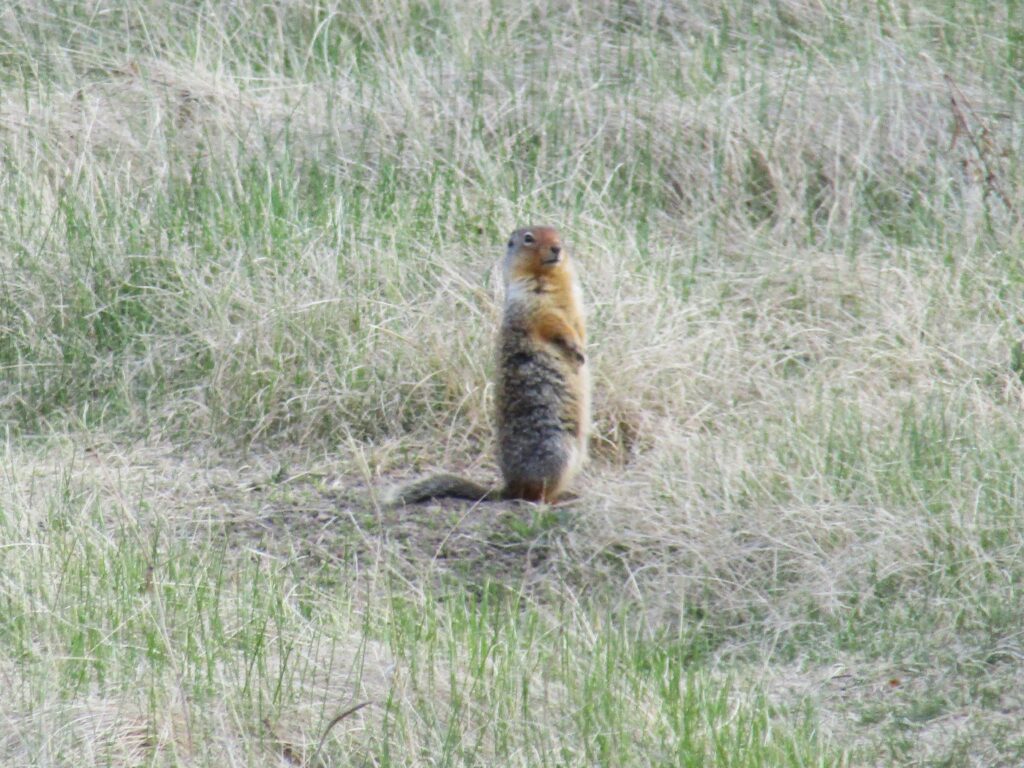 Columbian ground squirrel