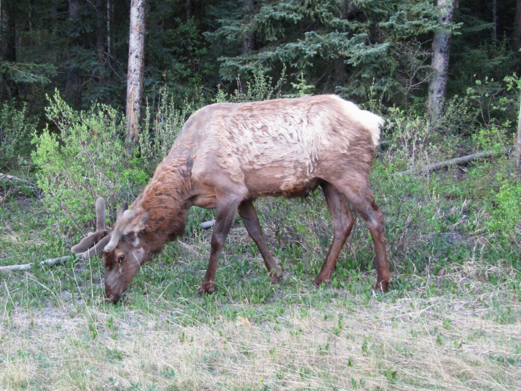 Elk