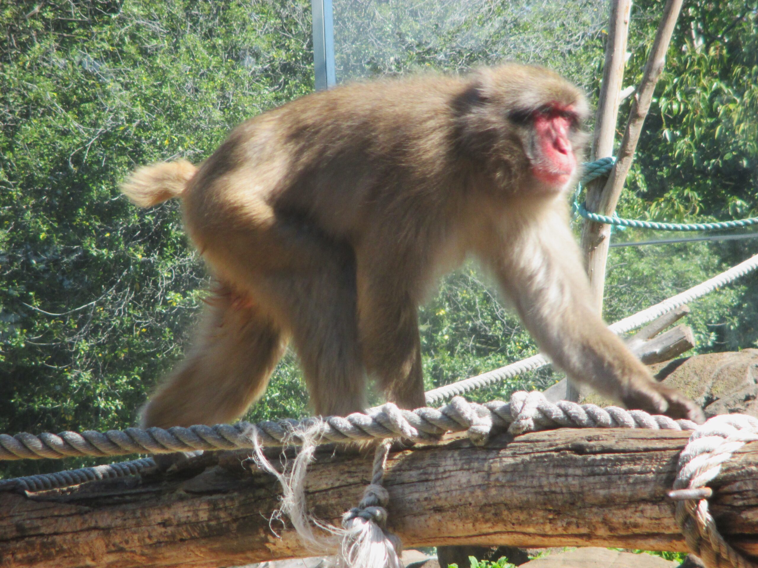 A snow monkey in Launceston