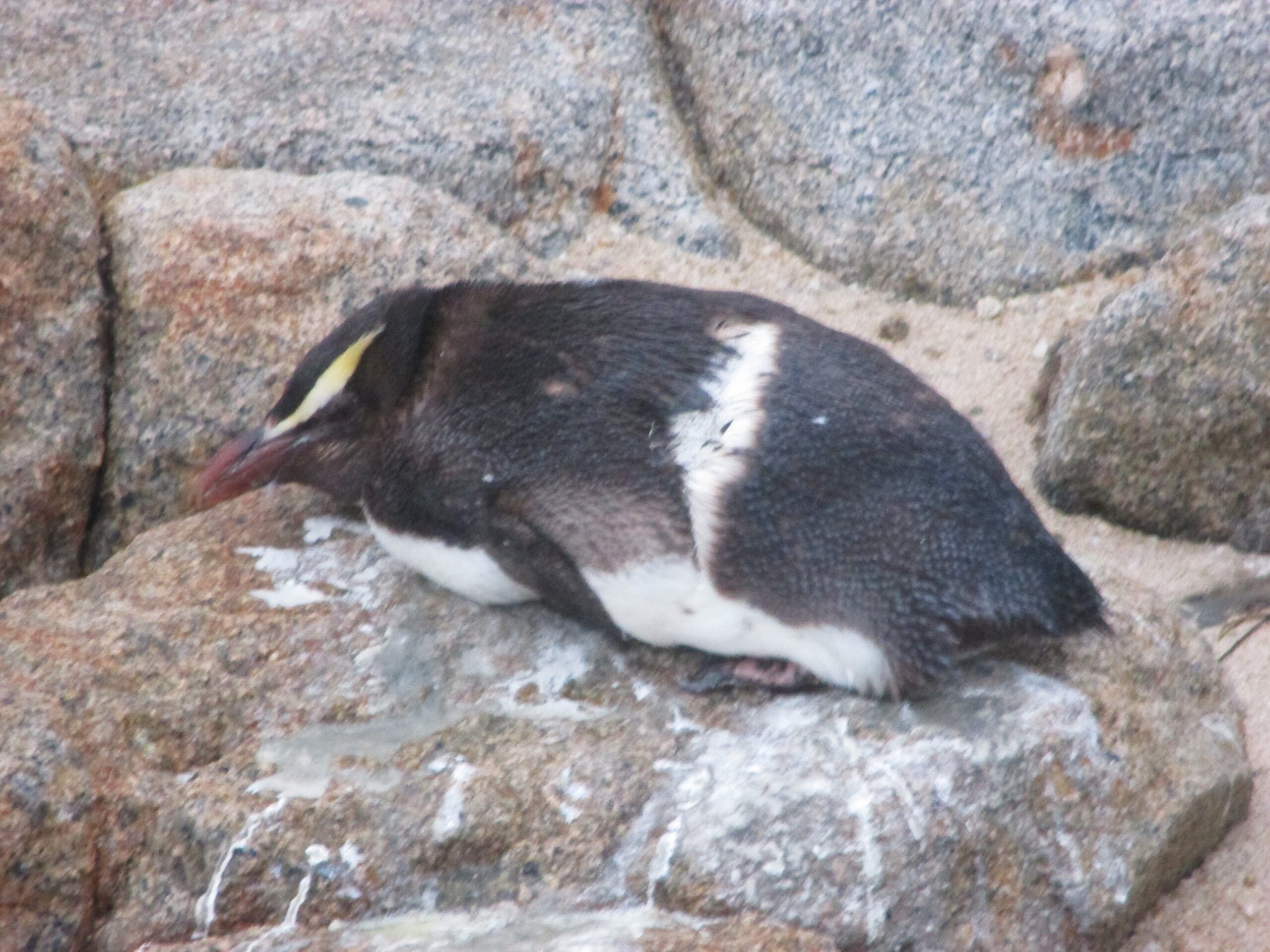 My neighbour on the beach