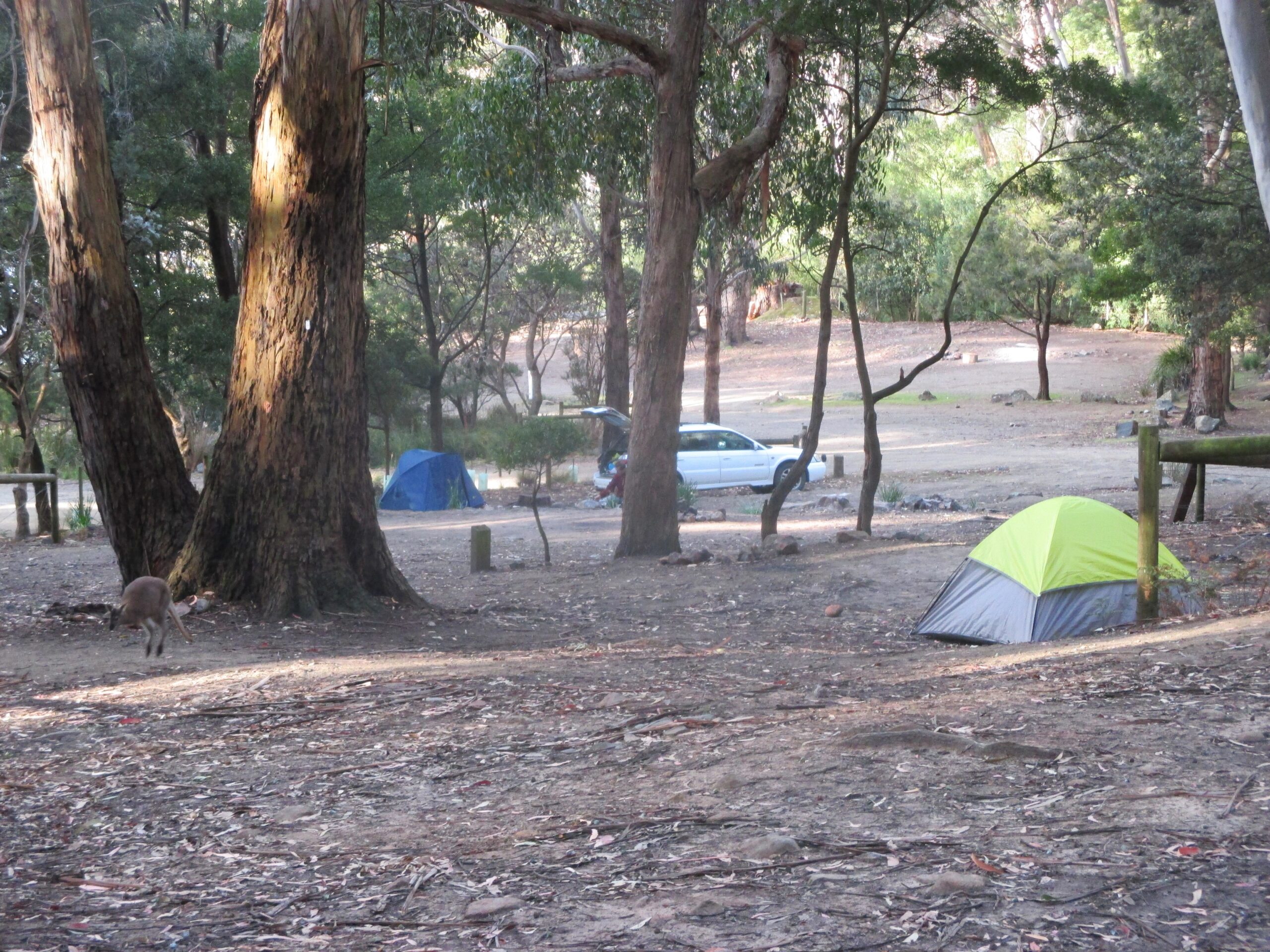 A wallaby, my tent, and Roy