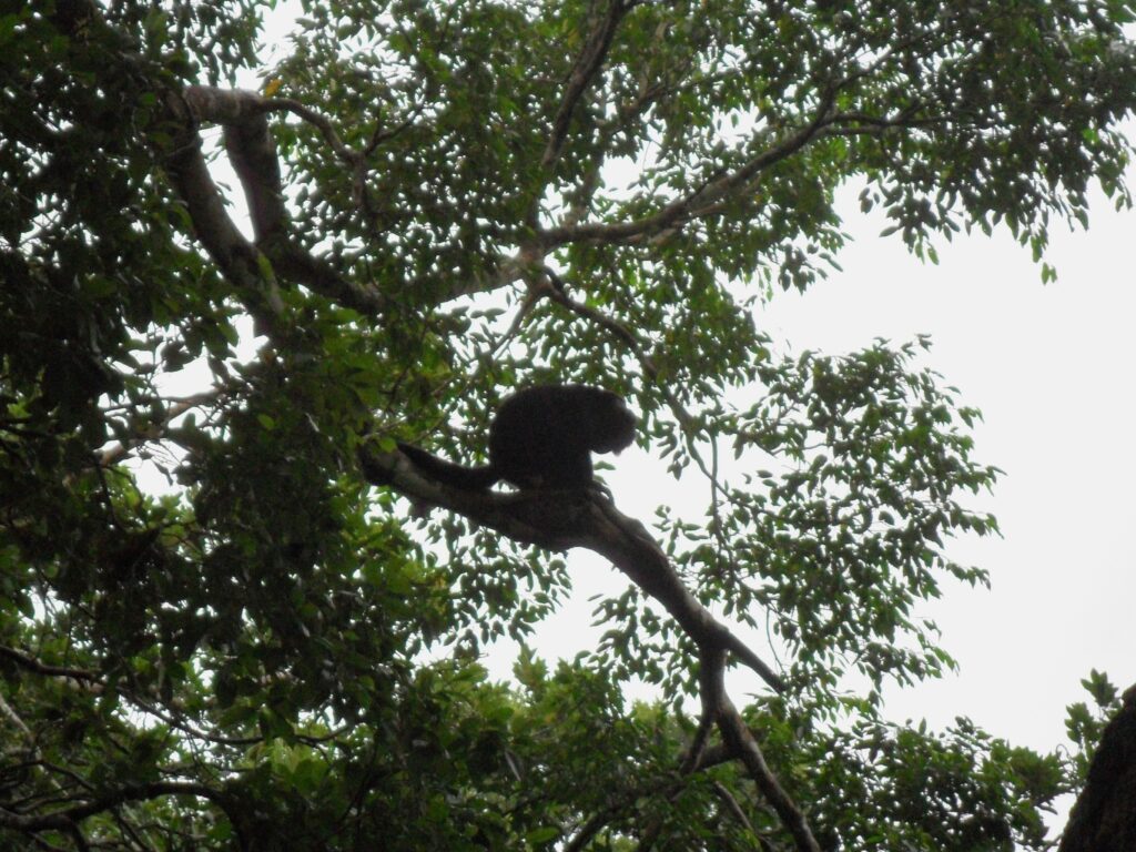 Spider monkey silhoutte