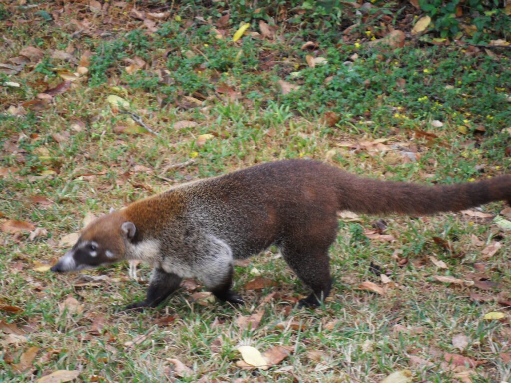 A white-nosed coati