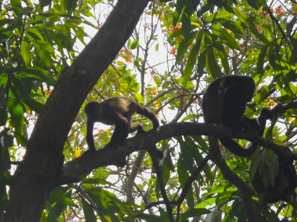 A troop of loud howler monkeys