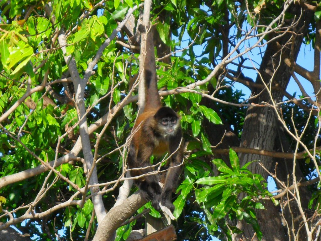 Sadly, this spider monkey was in captivity. Others live freely nearby