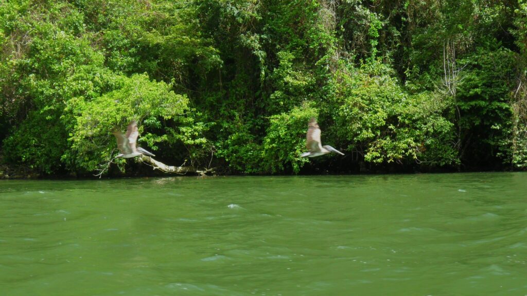 The jungle and water provides a wildlife sanctuary