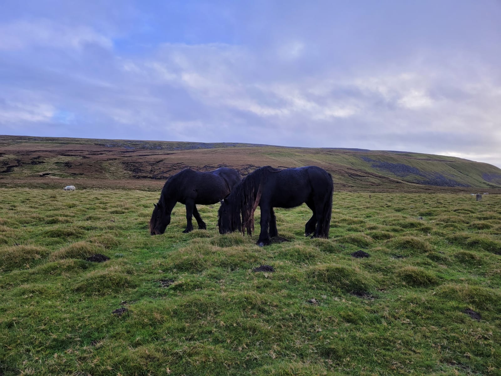 Wild black ponies