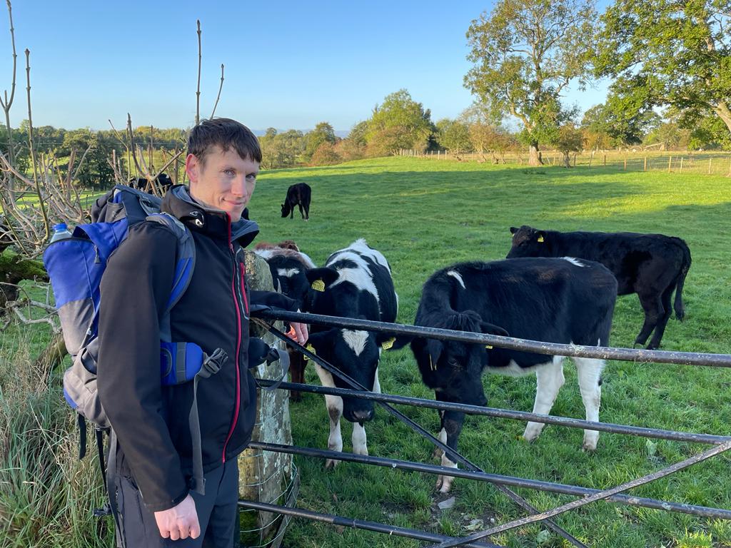 Some friendly cows