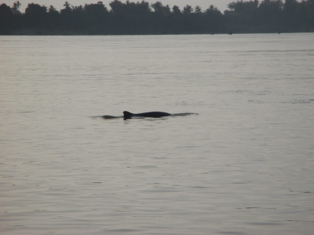 A glimpse of a river dolphin