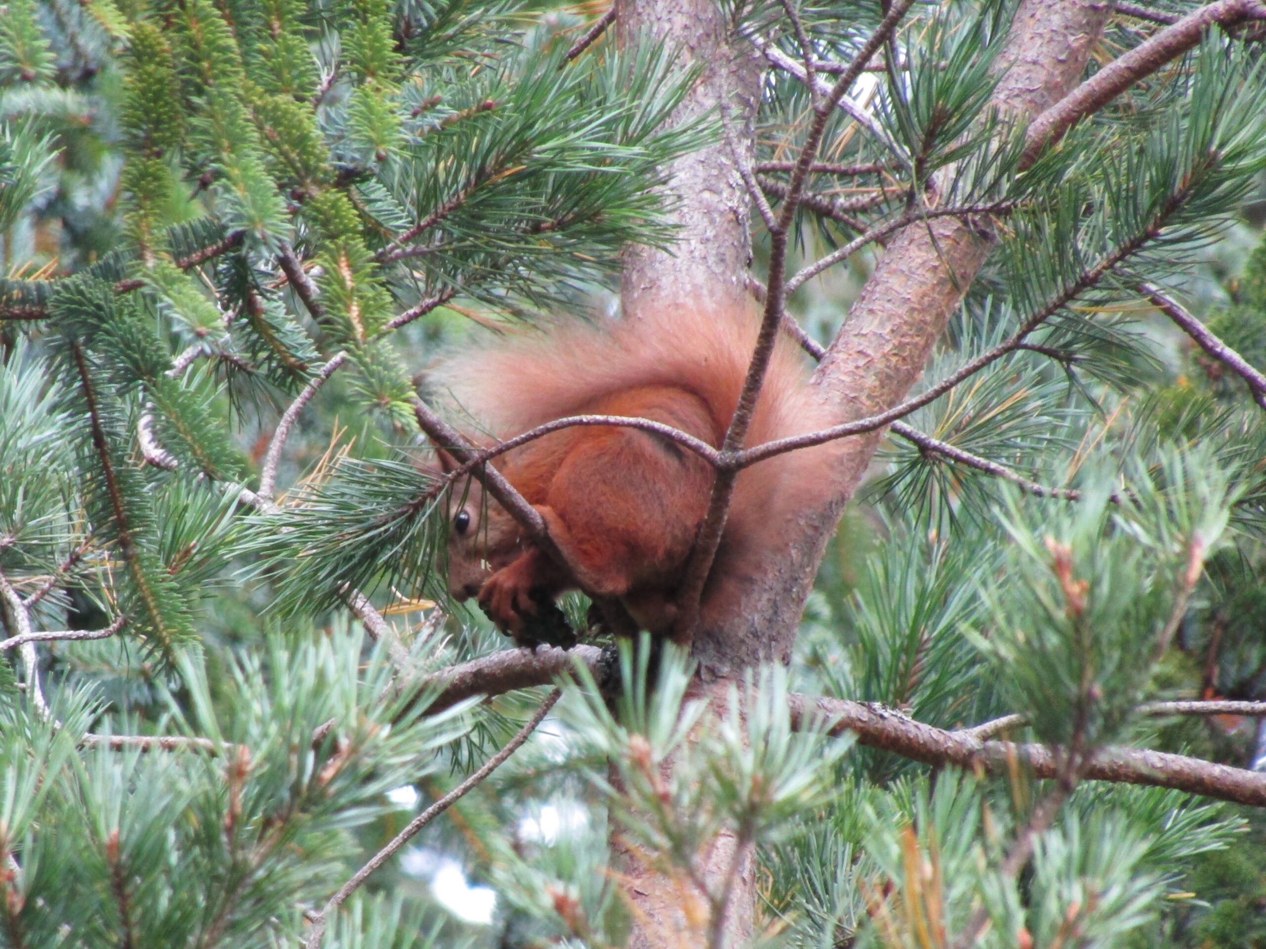 A shy red squirrel