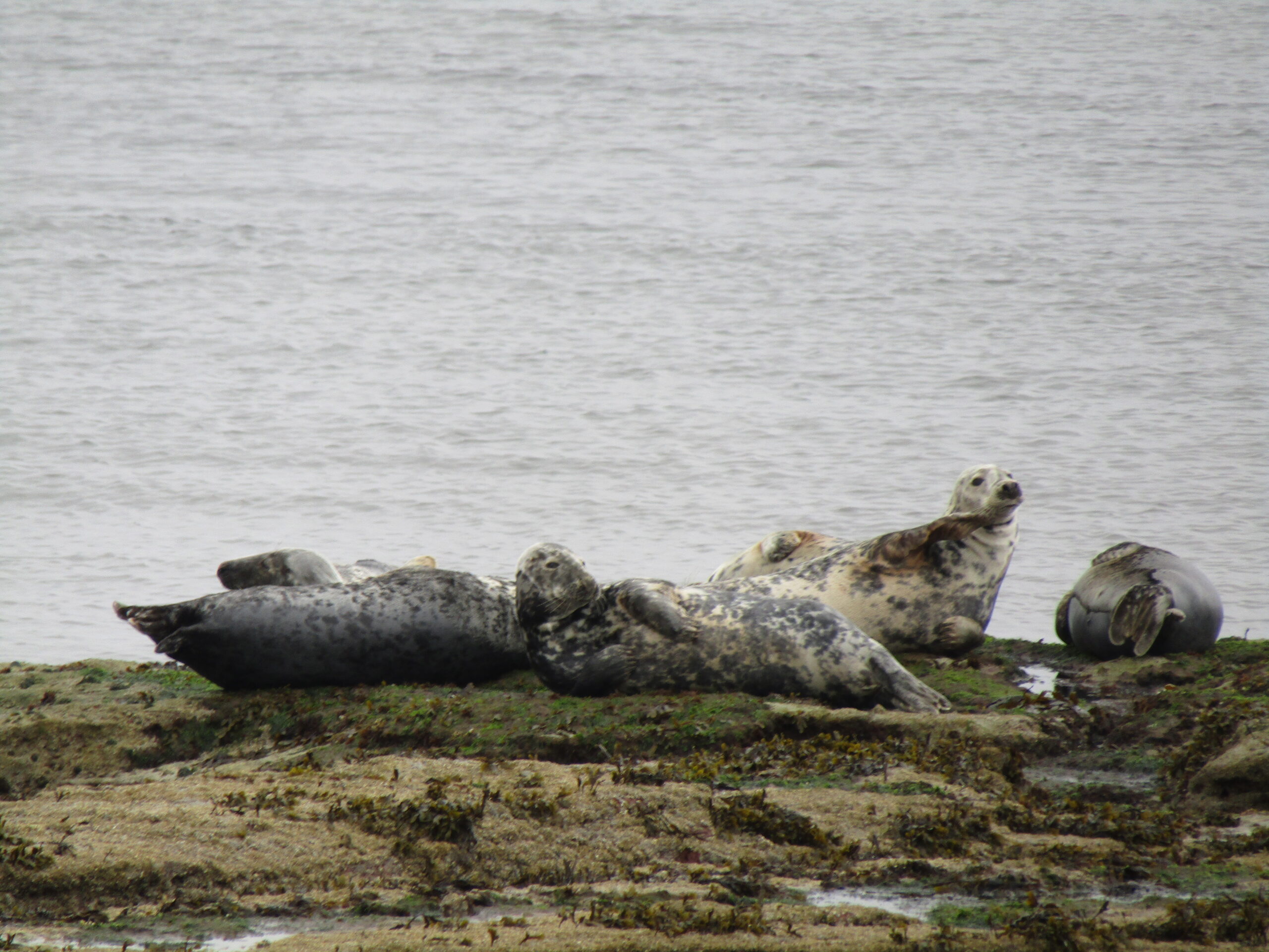 Grey seal colony near Buckie